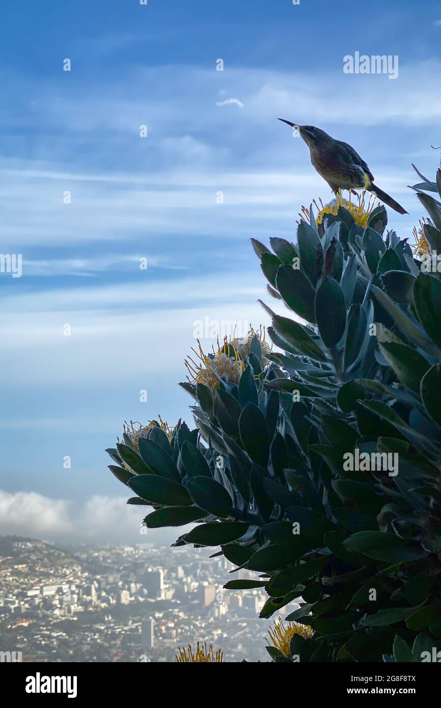 Cape Sugarbird sitting on protea flower with yellow blossoms against blue sky with blurred scenic cityscape of Cape Town in the background Stock Photo