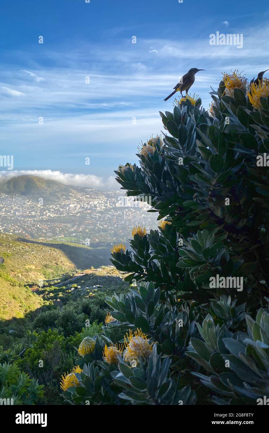 Cape Sugarbird sitting on protea flower with yellow blossoms against blue sky with blurred scenic cityscape of Cape Town in the background Stock Photo