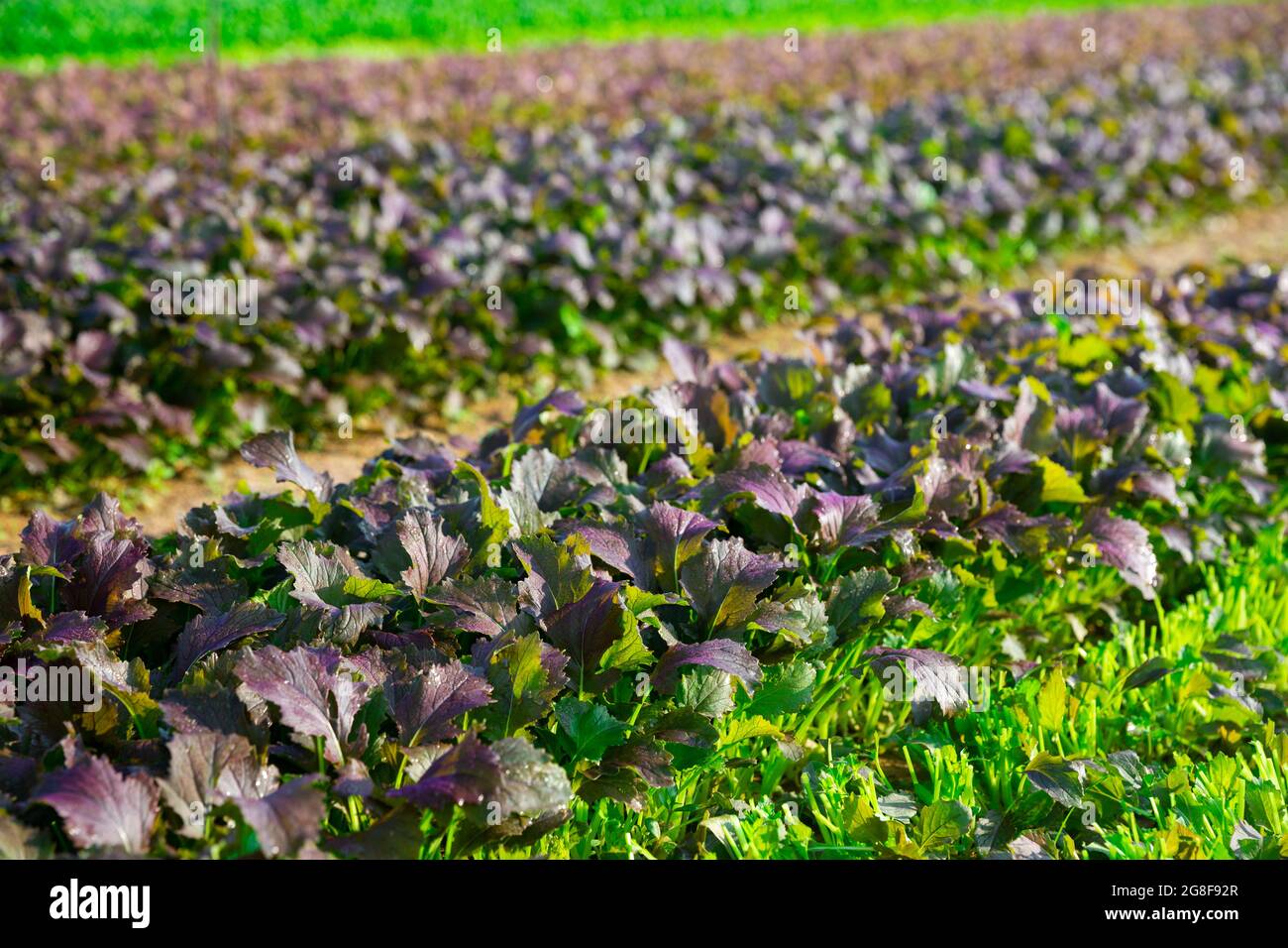 Mustard Rows Rows of harvest of mustard on the field Stock Photo - Alamy