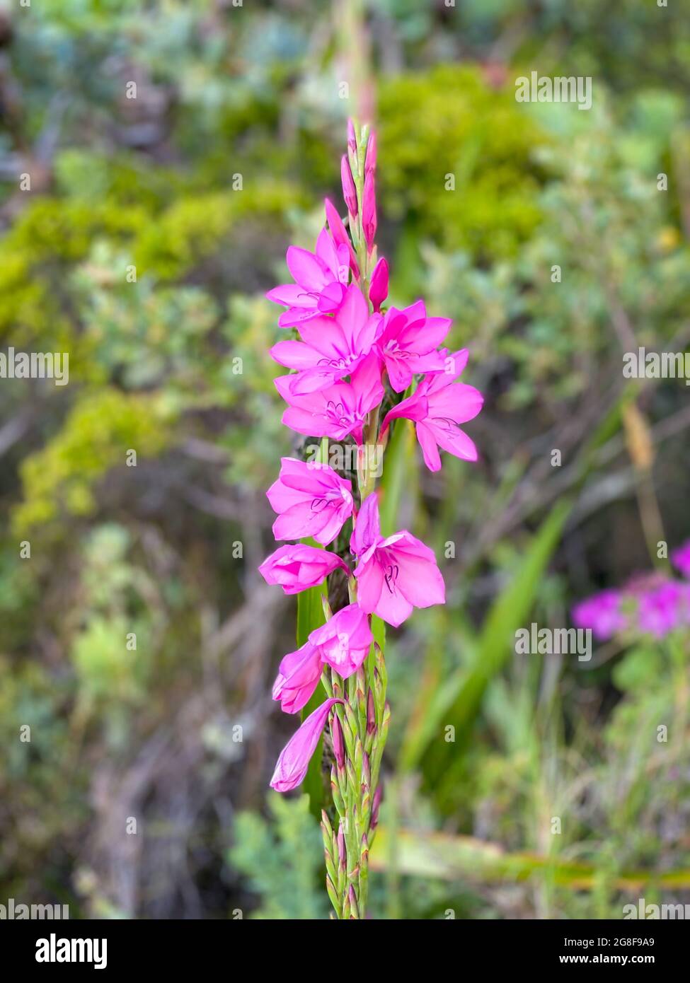 Pink watsonia borbonica flower in bloom at Table Mountain Stock Photo