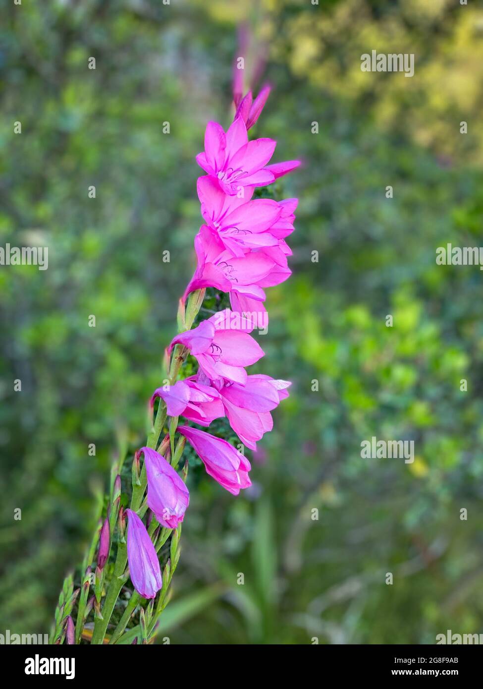 Pink watsonia borbonica flower in bloom at Table Mountain Stock Photo