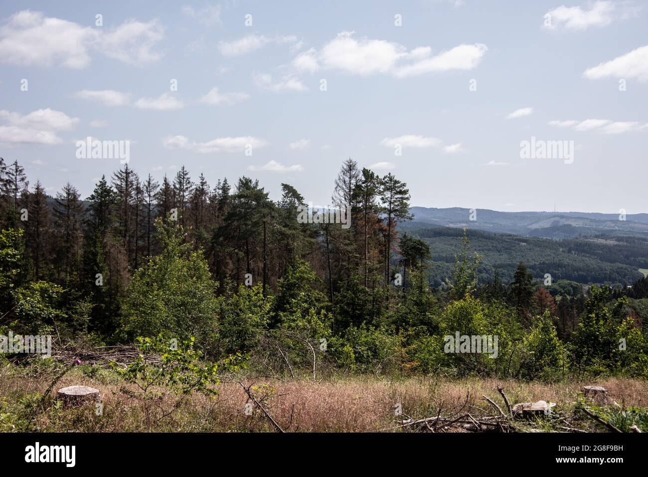 Damaged coniferous forest in summer with bark beetles Stock Photo - Alamy