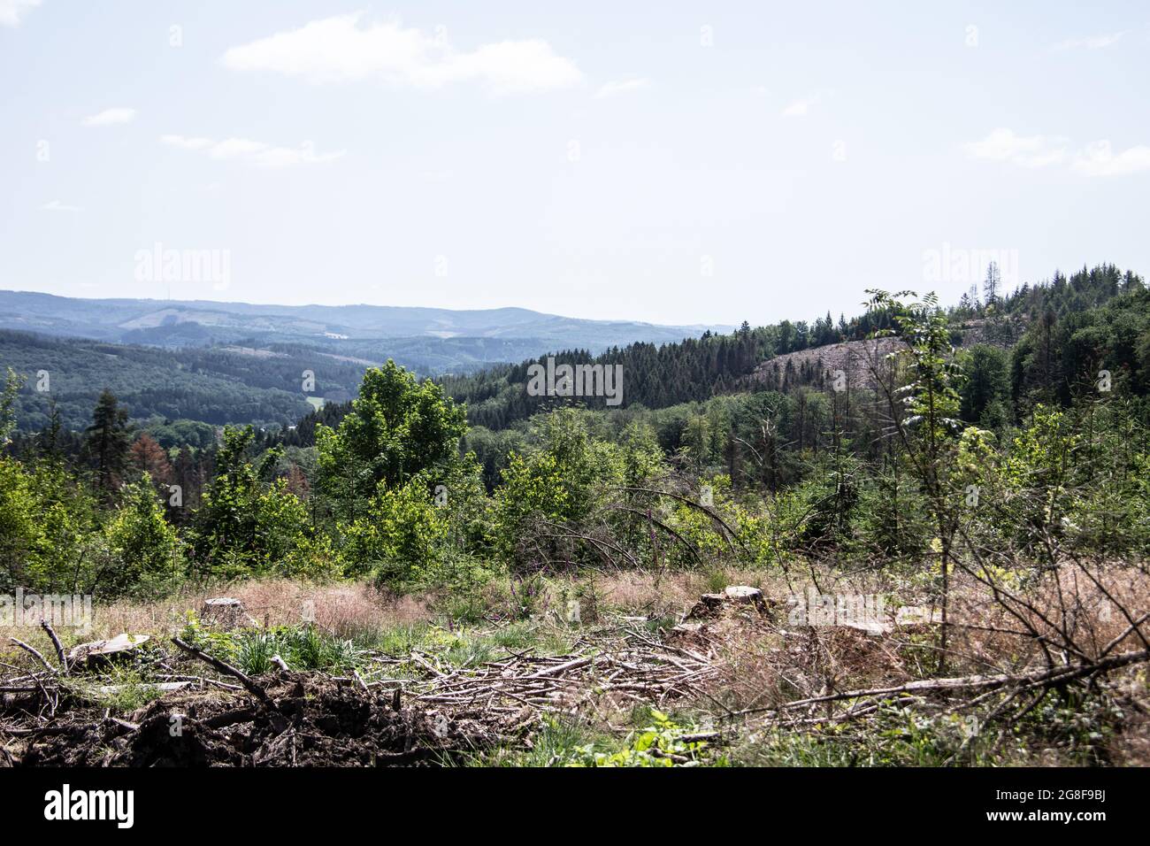 Damaged coniferous forest in summer with bark beetles Stock Photo - Alamy