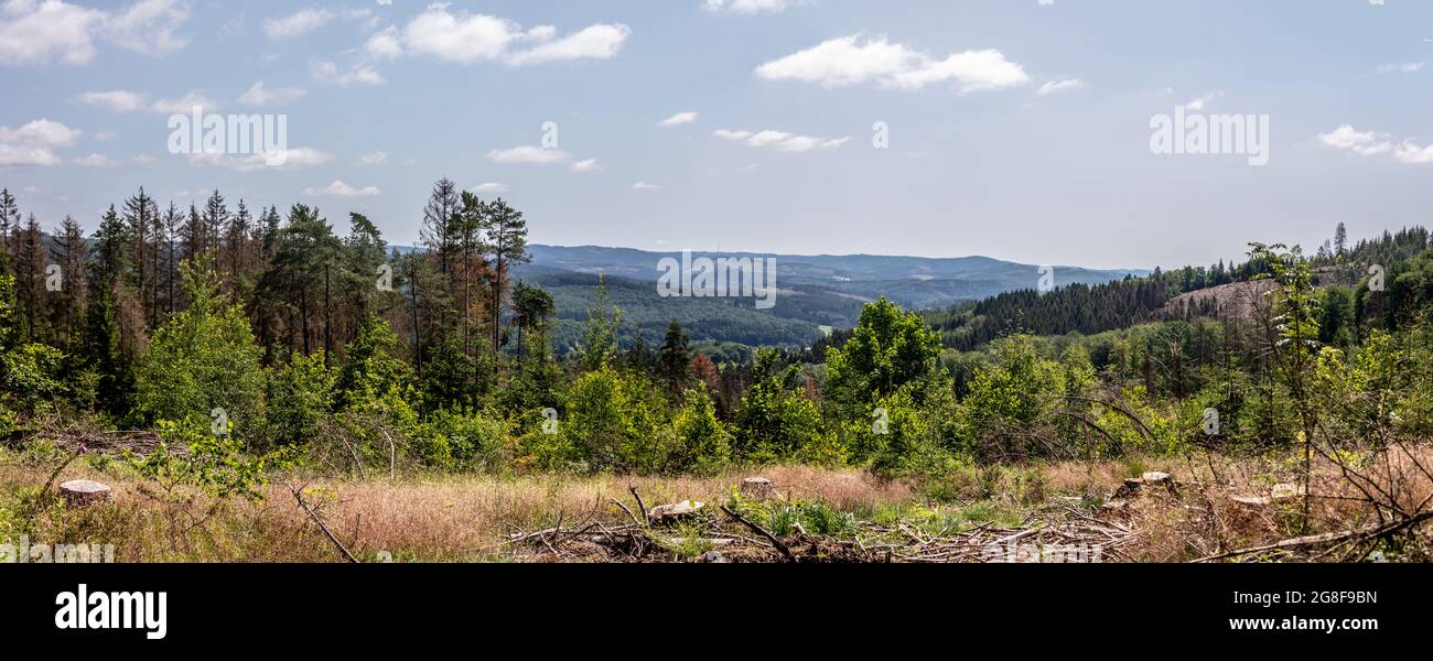 Panorama of Damaged coniferous forest in summer with bark beetles Stock ...