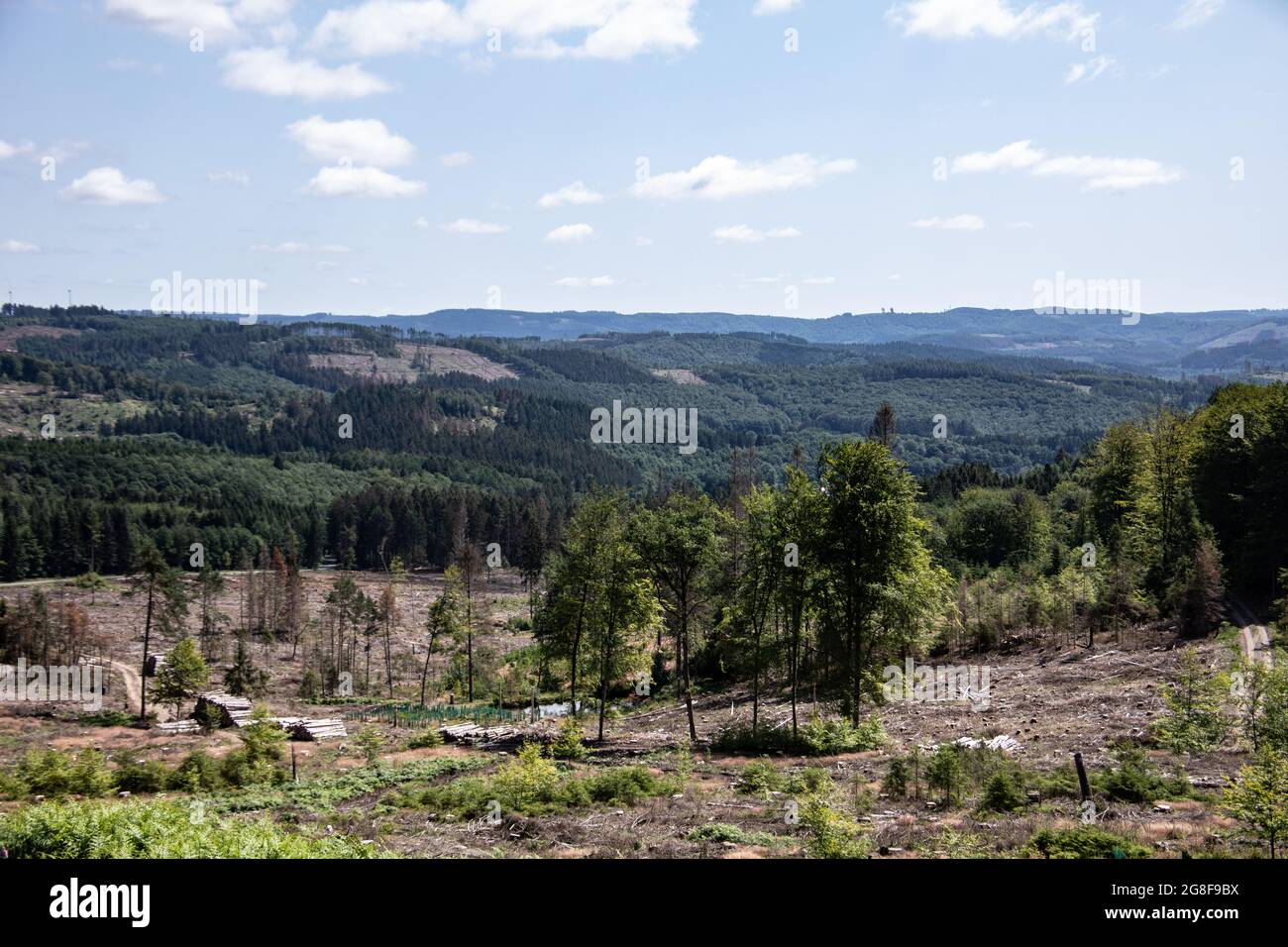 Damaged coniferous forest in summer with bark beetles Stock Photo - Alamy