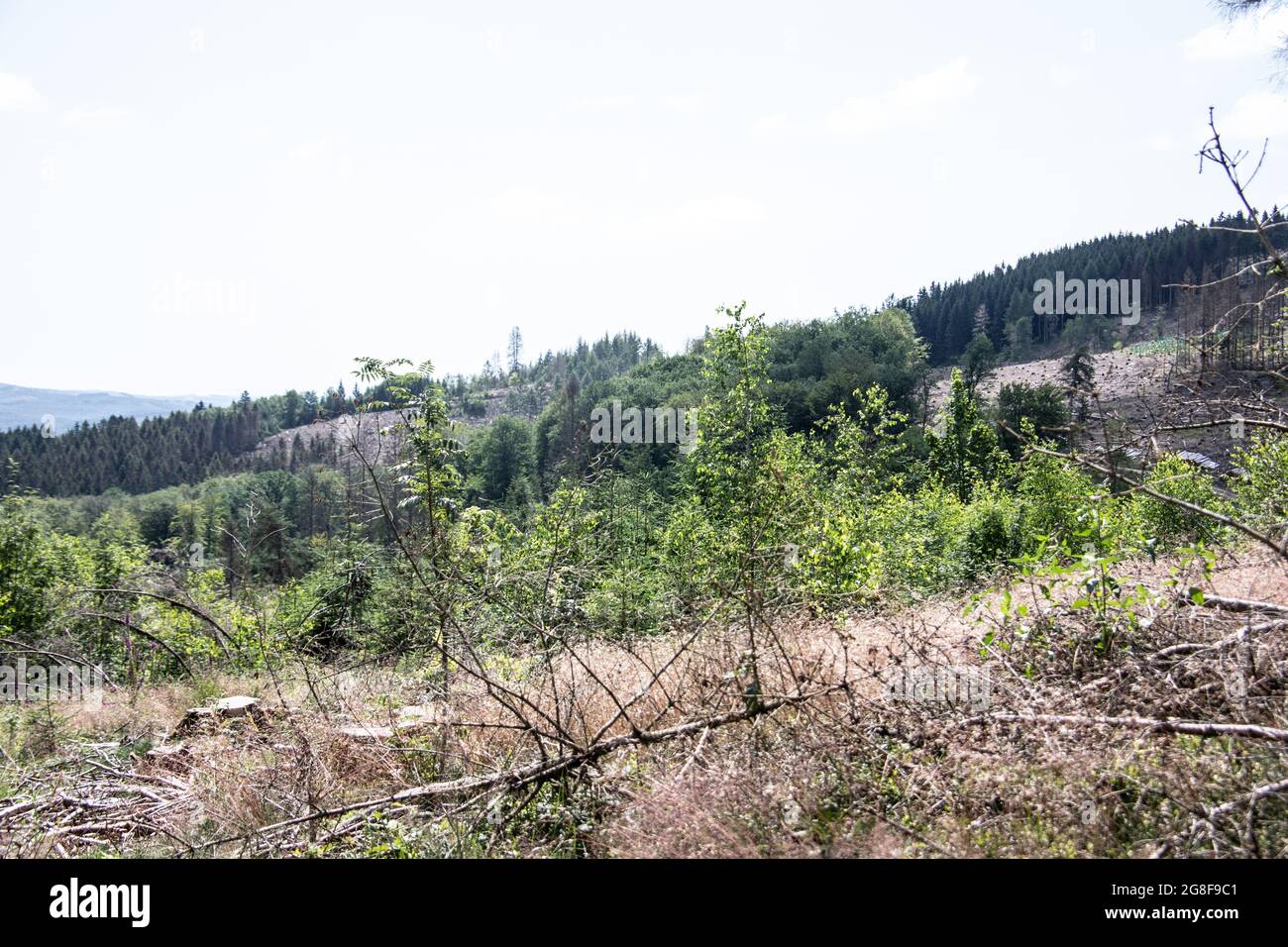 Damaged coniferous forest in summer with bark beetles Stock Photo - Alamy