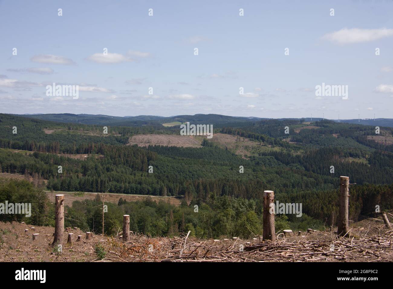 Damaged coniferous forest in summer with bark beetles Stock Photo - Alamy