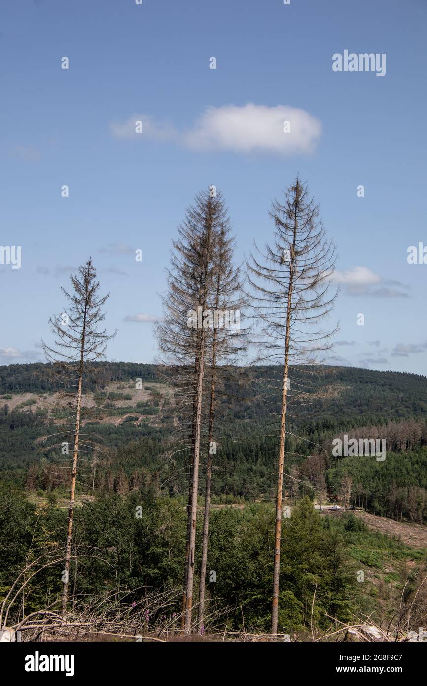 Damaged coniferous forest in summer with bark beetles Stock Photo - Alamy