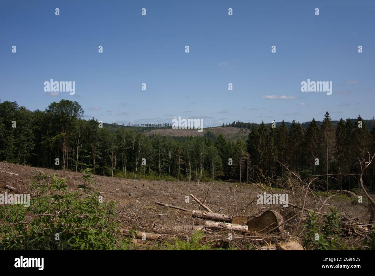 Damaged coniferous forest in summer with bark beetles Stock Photo - Alamy