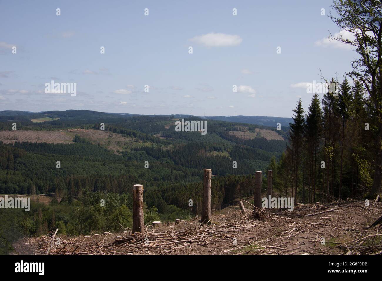 Damaged coniferous forest in summer with bark beetles Stock Photo - Alamy