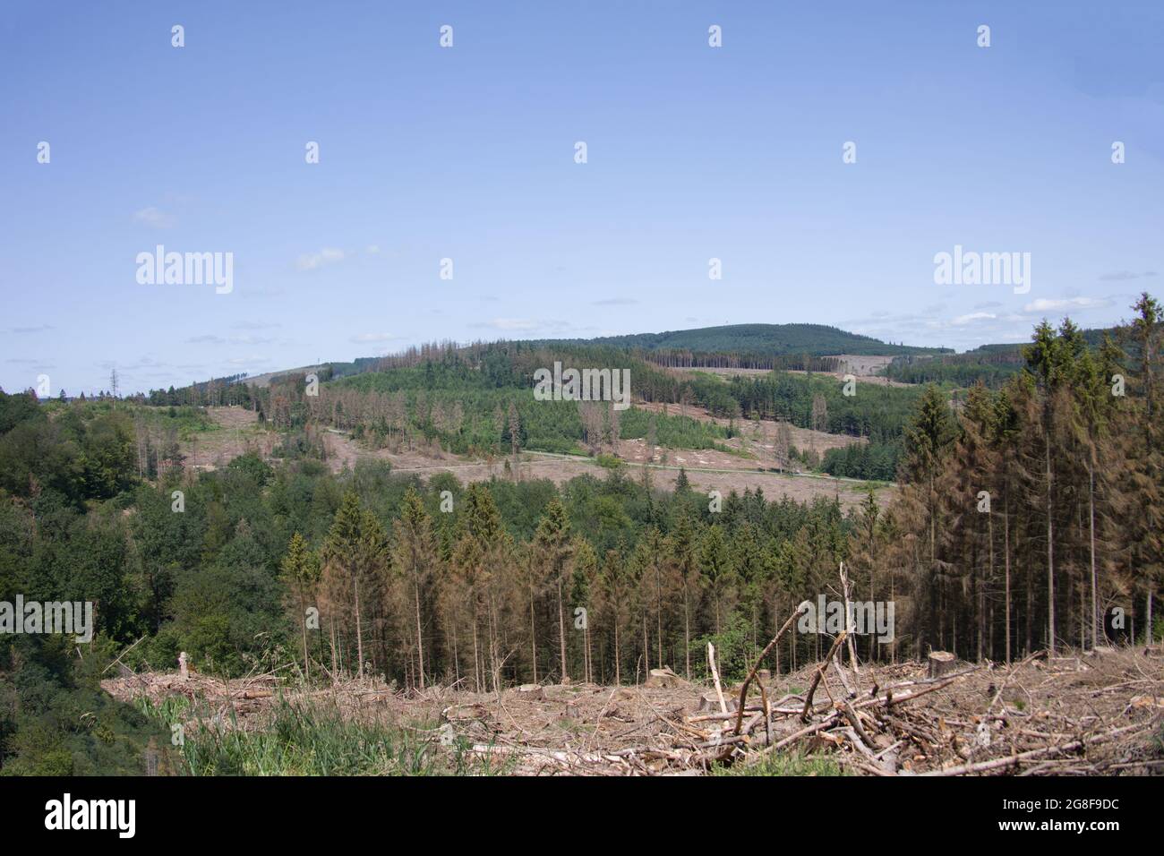 Damaged coniferous forest in summer with bark beetles Stock Photo - Alamy