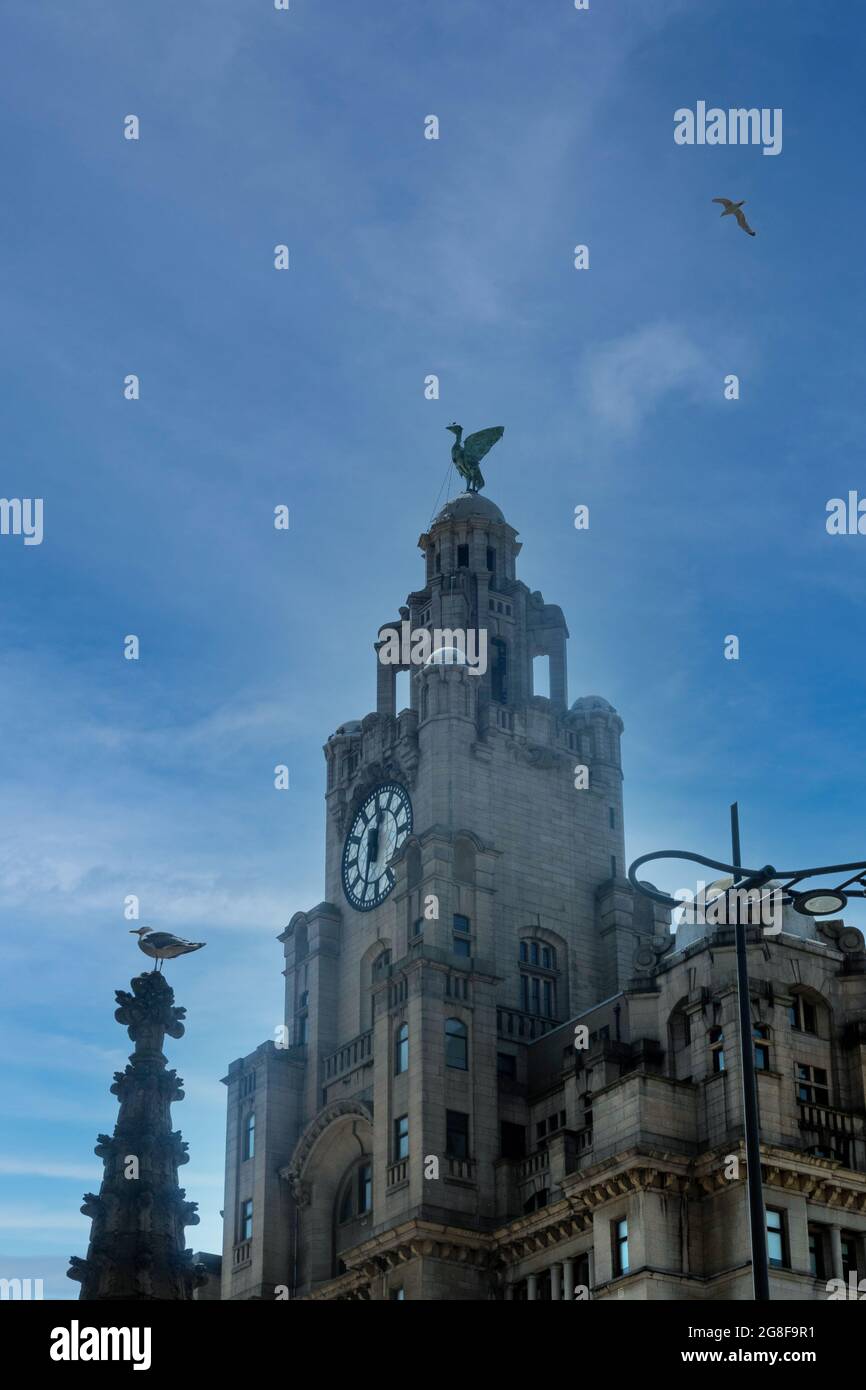 Two live herring gulls and a mystical liver bird statue, Bertie, on a clock tower of the Royal Liver Building at Pier Head in Liverpool Stock Photo