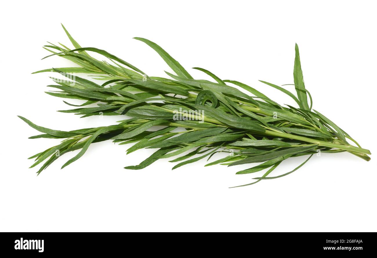 Estragon, Artemisia Dracunculus, ist eine wichtige Heil- und Kraeuterpflanze. Tarragon, Artemisia Dracunculus, is an important medicinal and herb plan Stock Photo