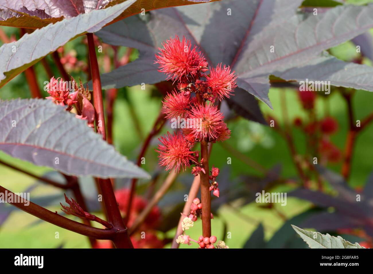 Rizinus, Ricinus Communis ist eine Gift- und Heilpflanze mit roten ...