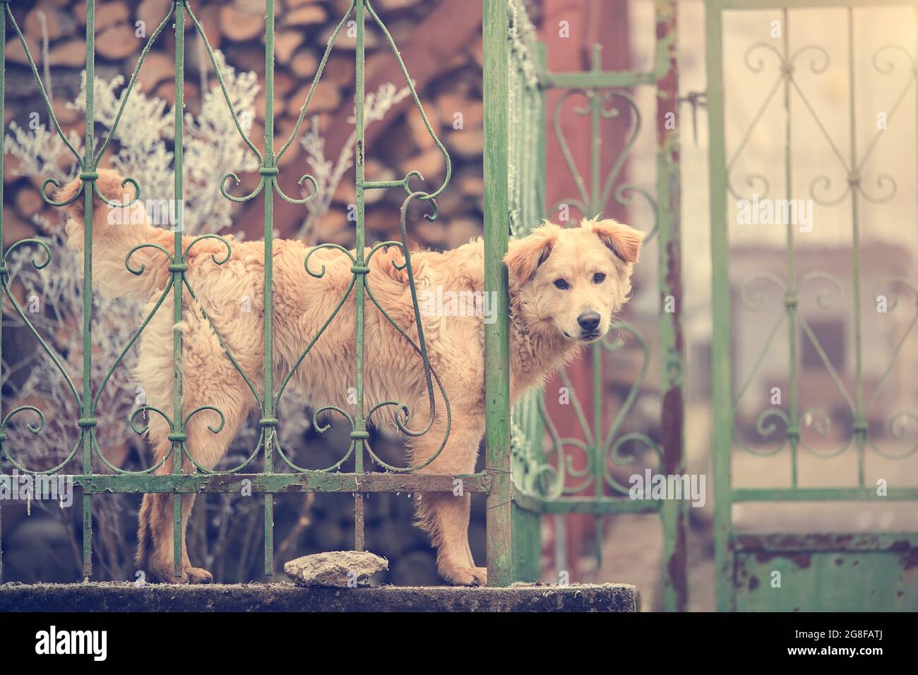 Adorable dog looking from the hole in the fence Stock Photo Alamy