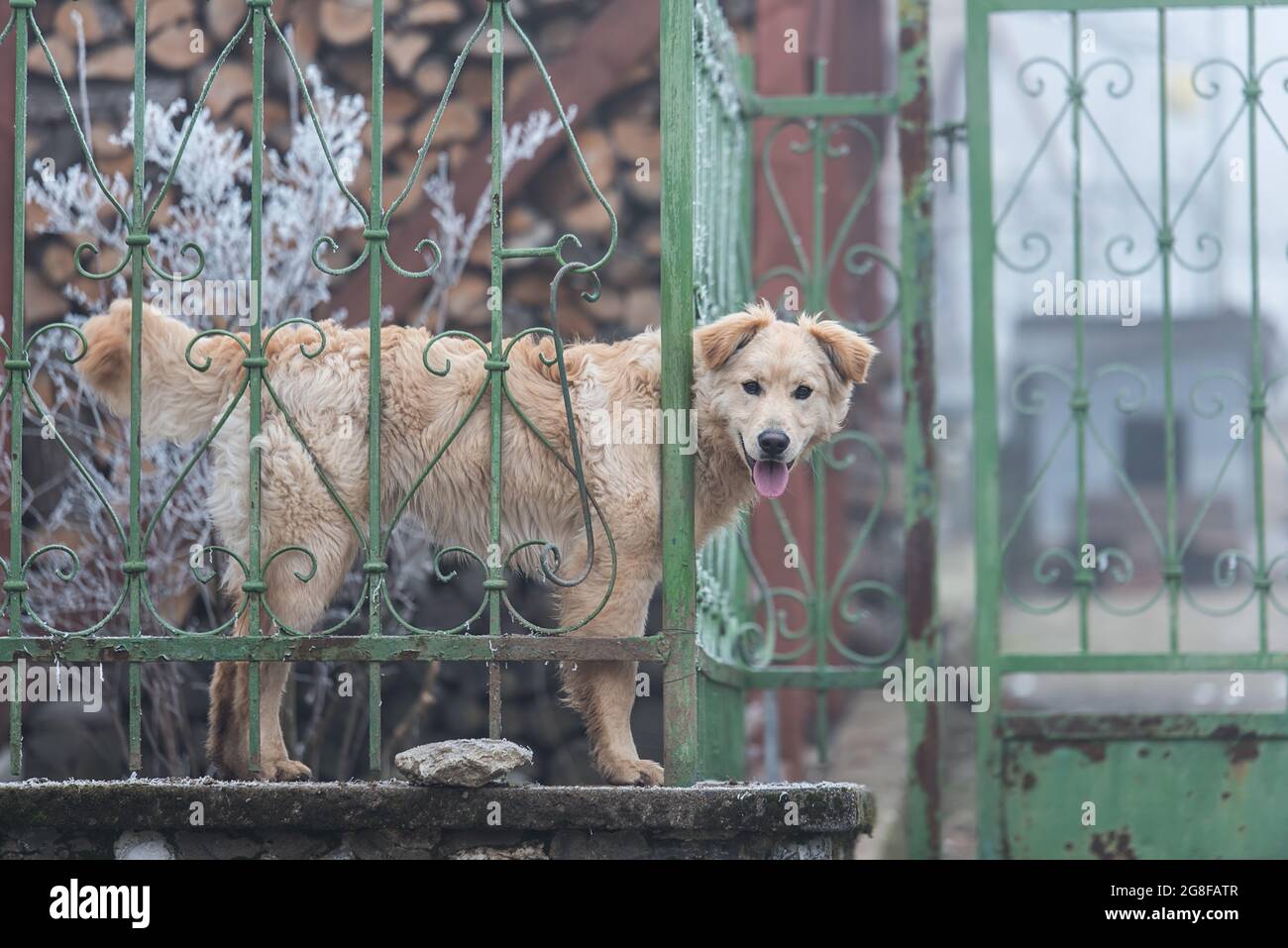 Adorable dog looking from the hole in the fence Stock Photo Alamy