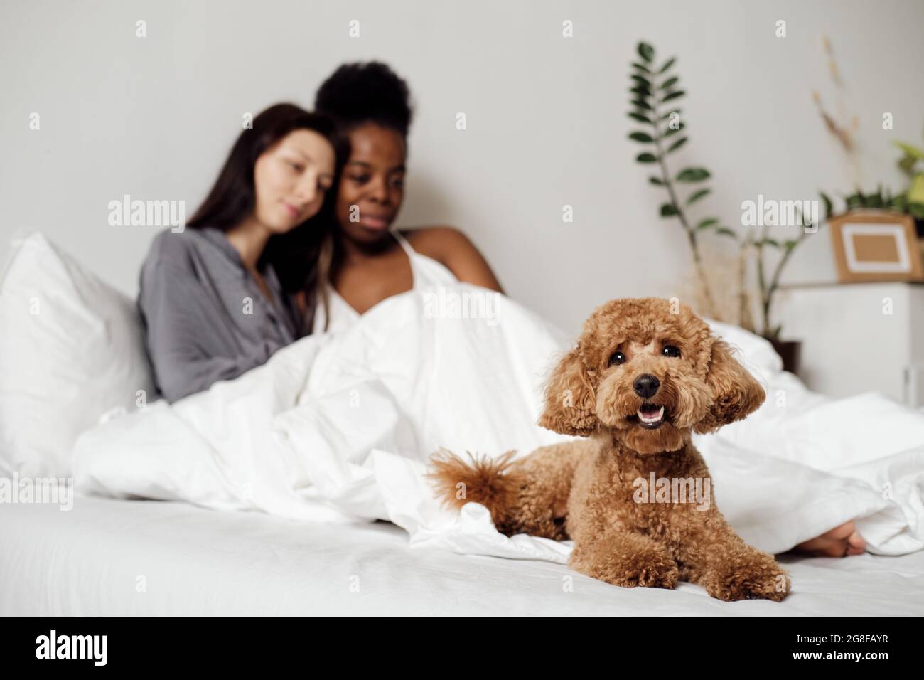 Cute dog lying on bed against two intercultural girls Stock Photo