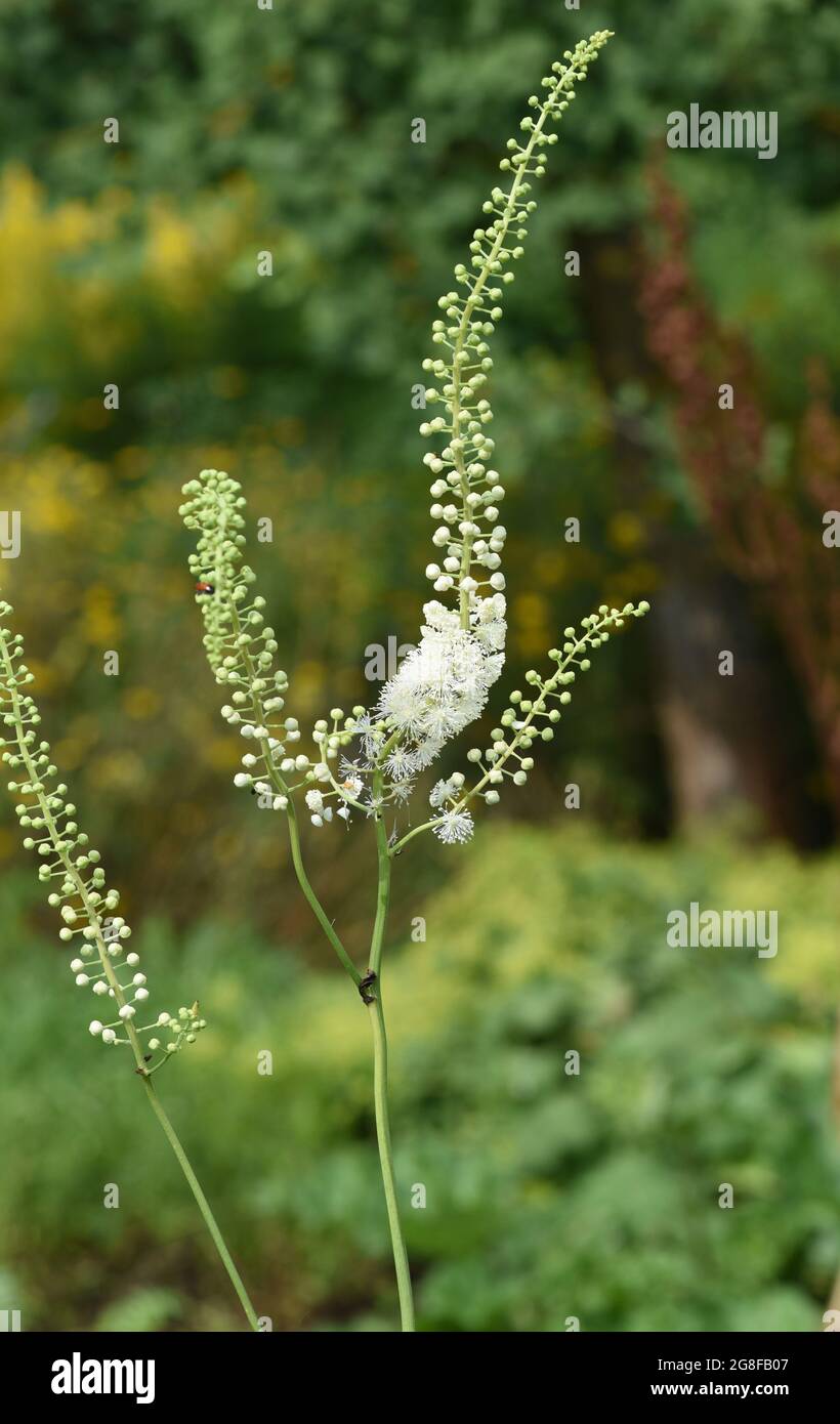 Traubensilberkerze, Cimicifuga racemosa ist eine wichtige  Heil- und Arzneipflanze. Black cohosh, Cimicifuga racemosa is an important medicinal and me Stock Photo