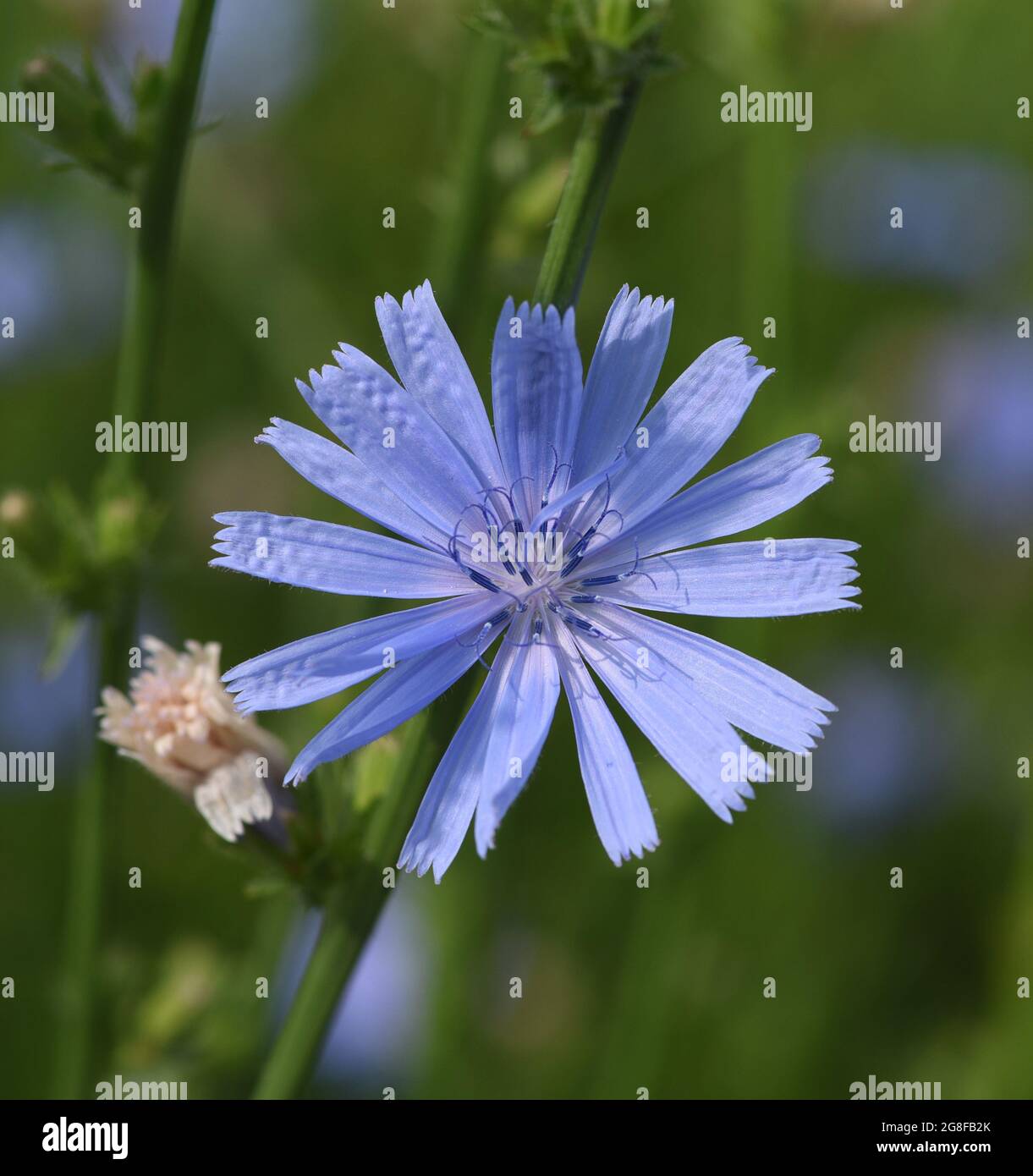 Wegwarte, Cichorium intybus, ist eine Wild- und Heilpflanze mit blauen Blueten. Die Blueten sind essbar. Chicory, Cichorium intybus, is a wild and med Stock Photo