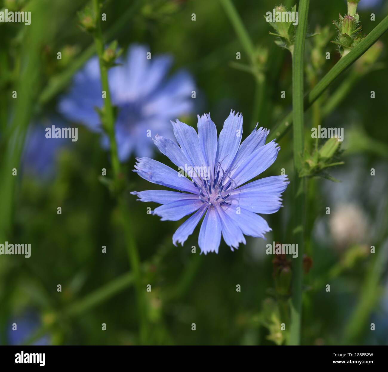 Wegwarte, Cichorium intybus, ist eine Wild- und Heilpflanze mit blauen Blueten. Die Blueten sind essbar. Chicory, Cichorium intybus, is a wild and med Stock Photo