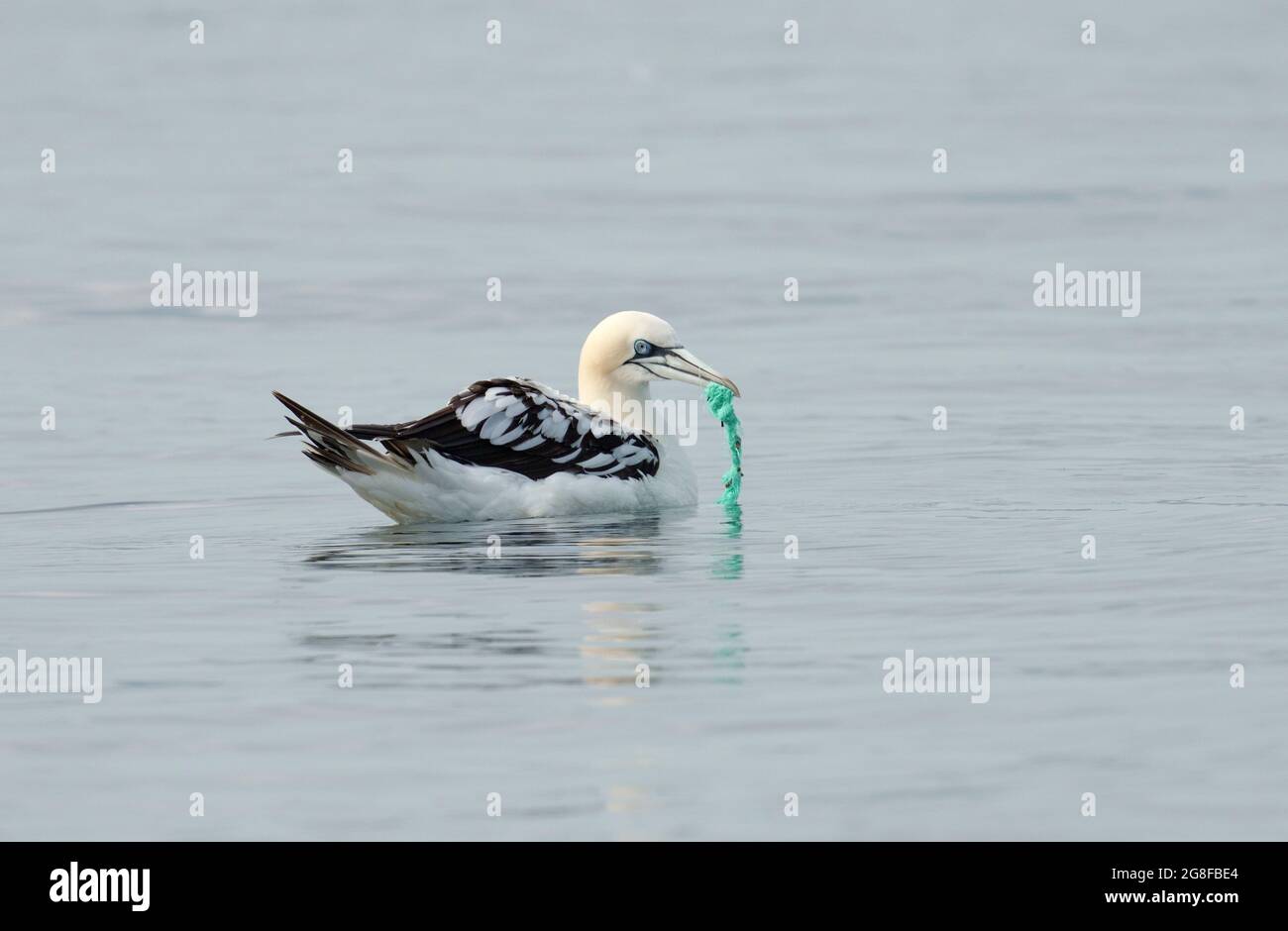 Gannet, Morus bassanus, single bird on watr with fishing net in bill, Yorkshire, U.K., July 2021 Stock Photo