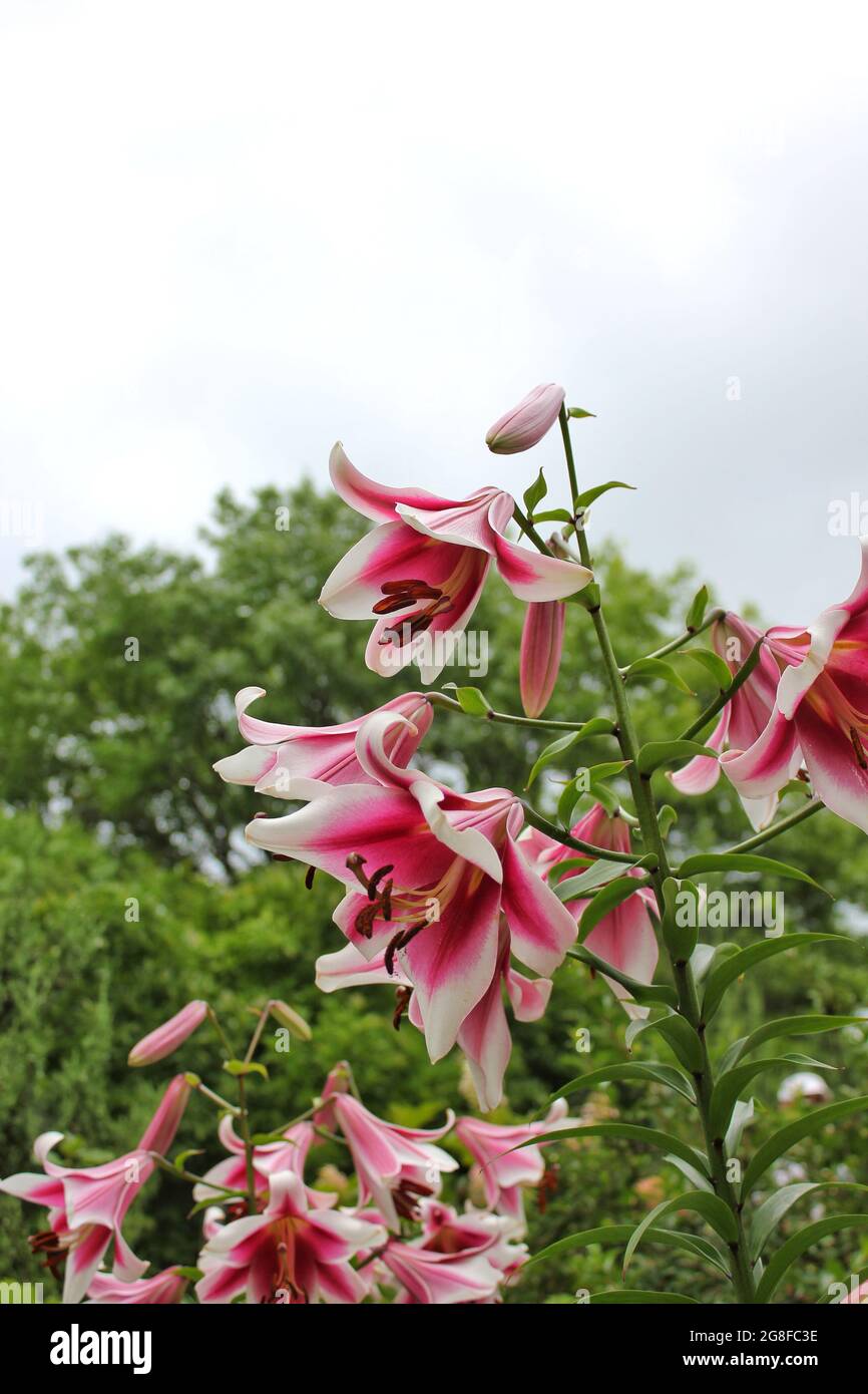 A giant pink and white lily flower growing int eh flower garden on a beautiful sunny summer day at the local park. Stock Photo