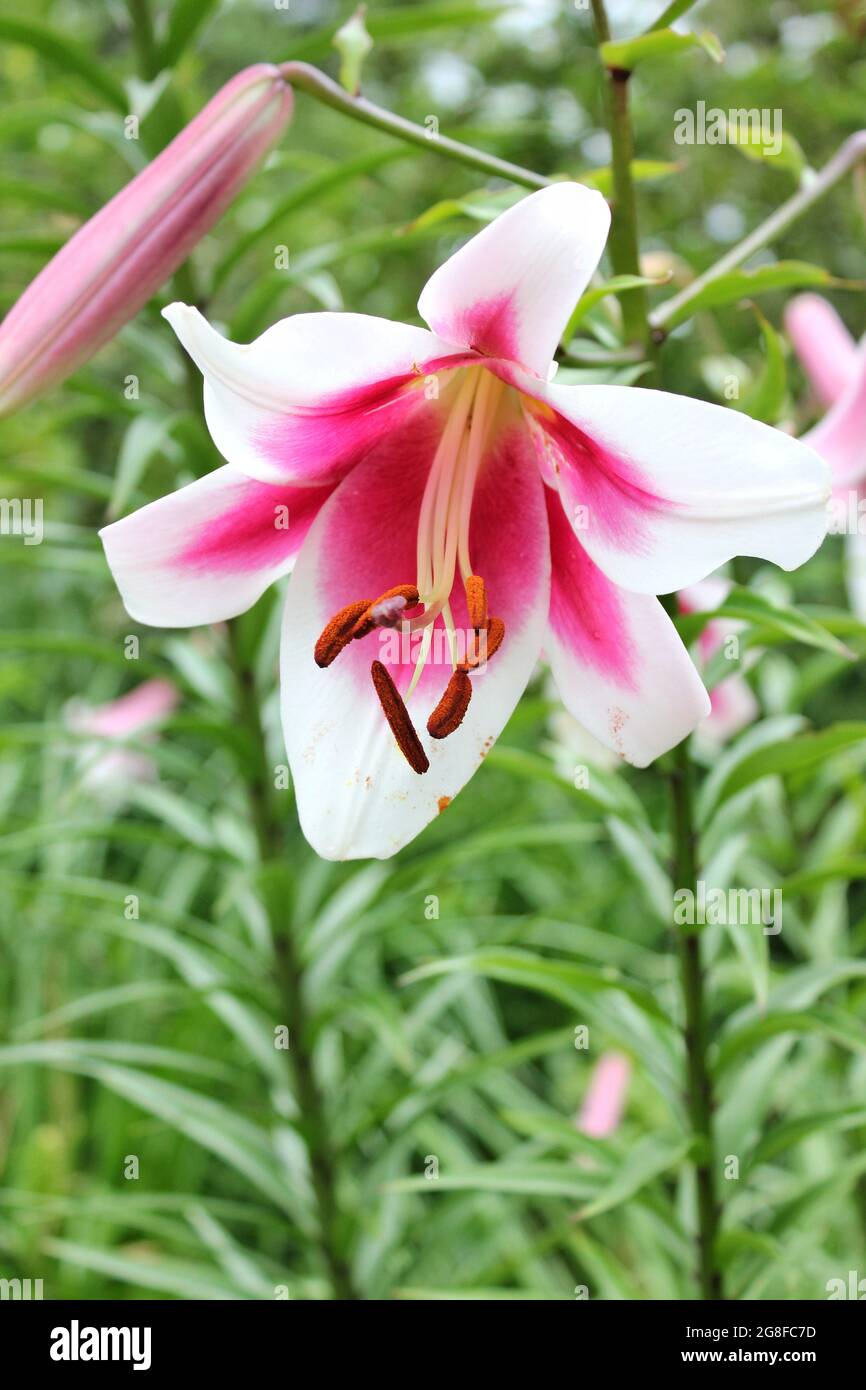 A giant pink and white lily flower growing int eh flower garden on a beautiful sunny summer day at the local park. Stock Photo
