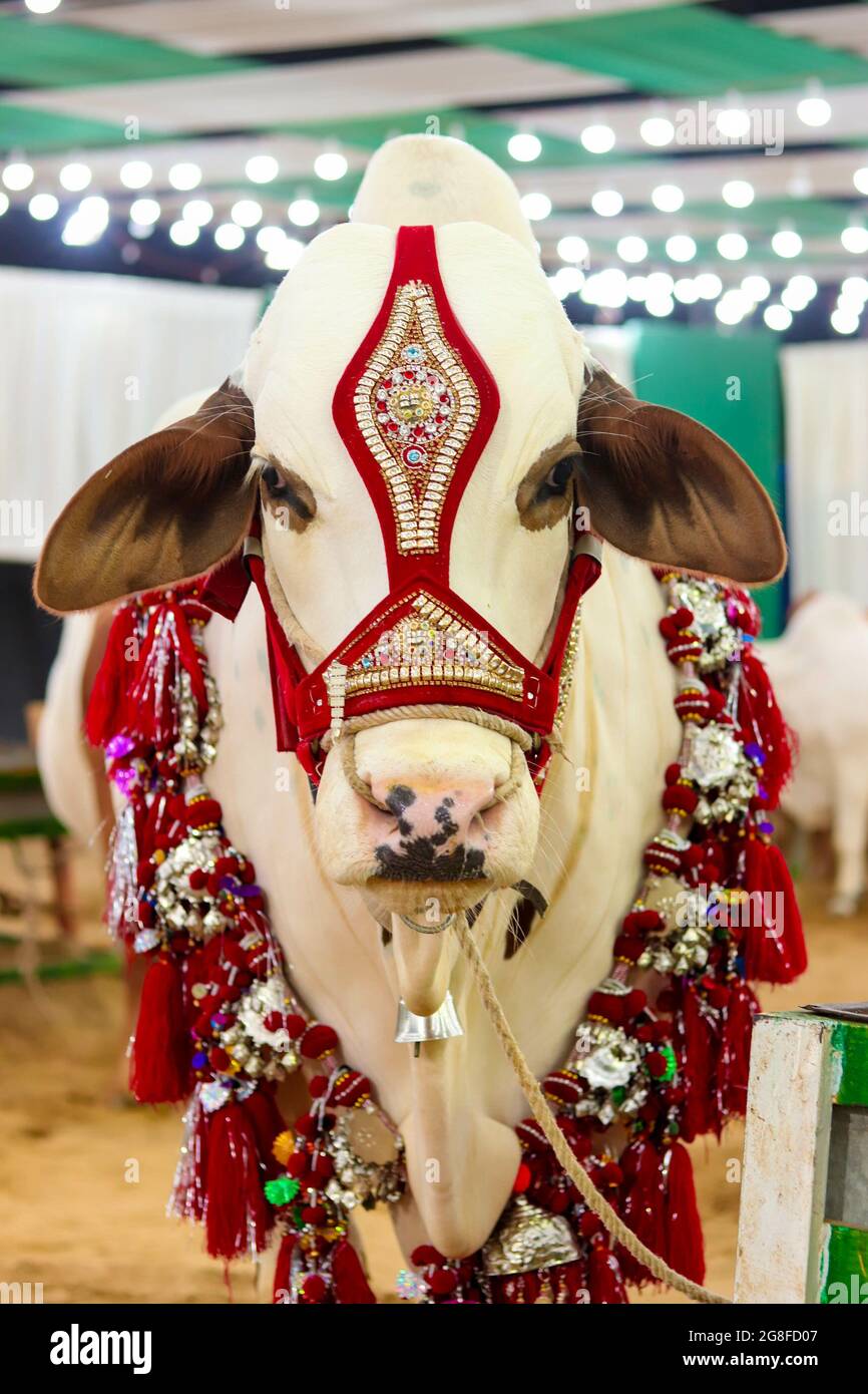 Qurbani Cow