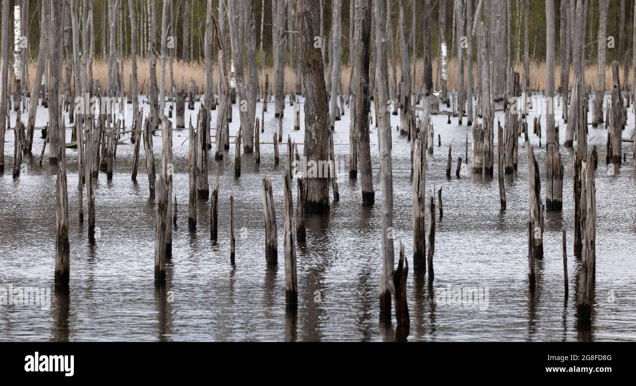 Dead trees stand in the lake in abandoned quarry Stock Photo - Alamy