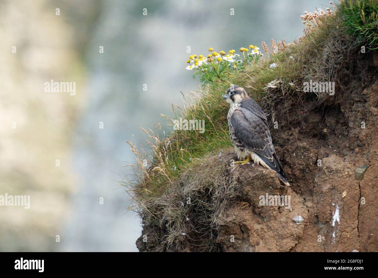Peregrine, Falco peregrinus, Single juvenile on cliff, Yorkshire, U.K., July 2021 Stock Photo