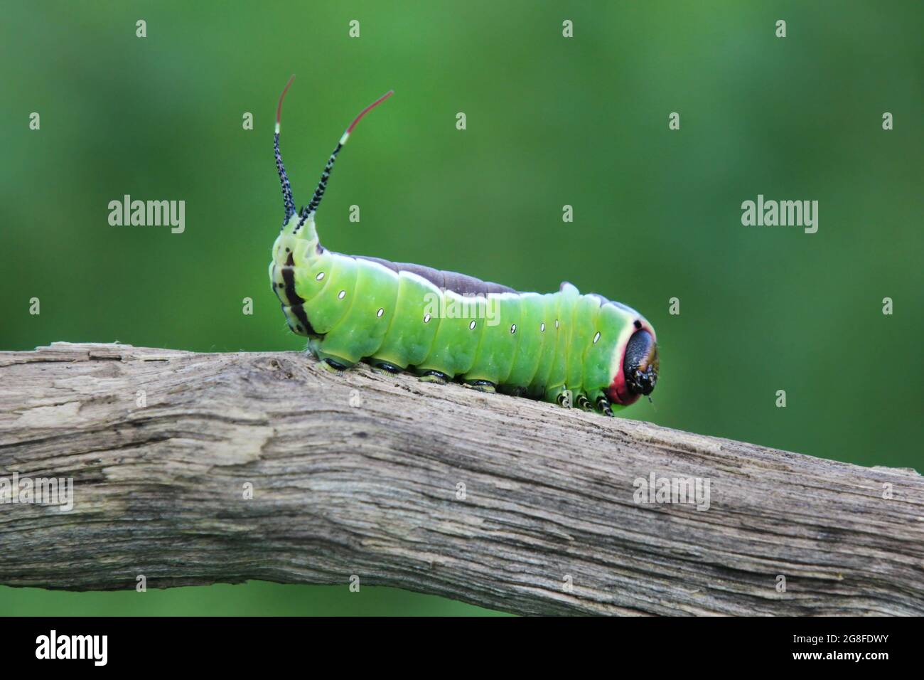 Large caterpillar of European puss moth (Cerura Vinula) or springtail close up in natural light Stock Photo