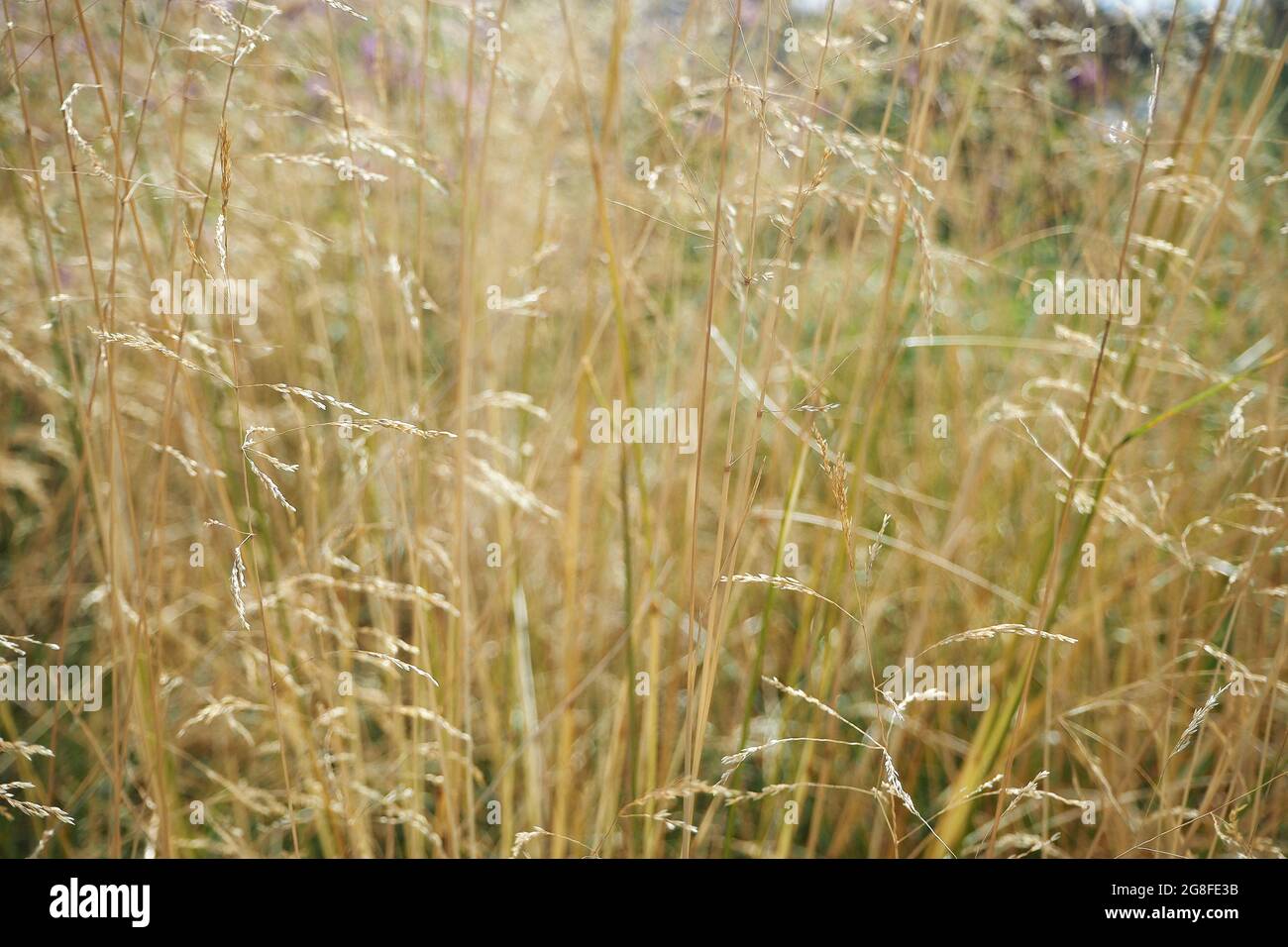 Dry tall grass hi-res stock photography and images - Alamy