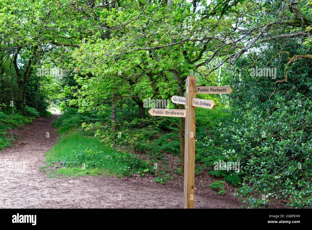 A  wooden finger post sign indicating a public footpath and bridleway on the North Downs on St. Martha's hill in the Surrey Hills England UK Stock Photo