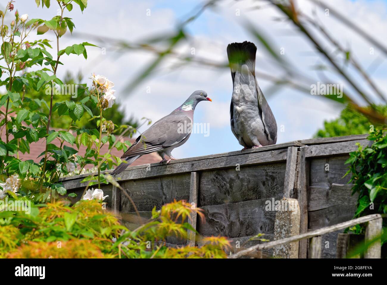 A male and female wood pigeon, Columba Livia  going through the mating ritual whilst perched on a garden fence in a British garden Stock Photo