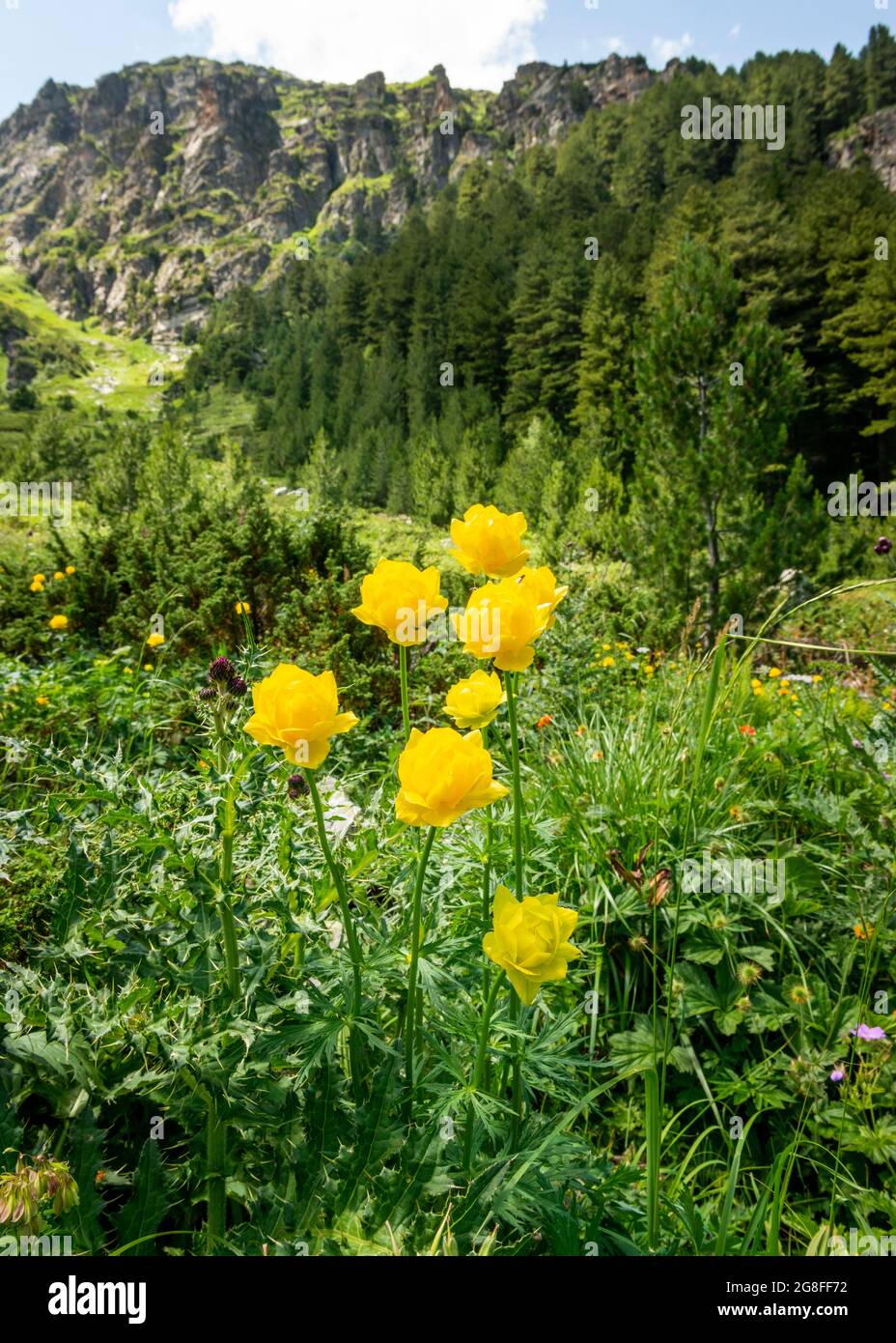 Bulgarian endemic flowers. Globeflower or Trollius europaeus growing in natural habitat in Rila National Park, Rila Mountain, Bulgaria, Balkans Stock Photo