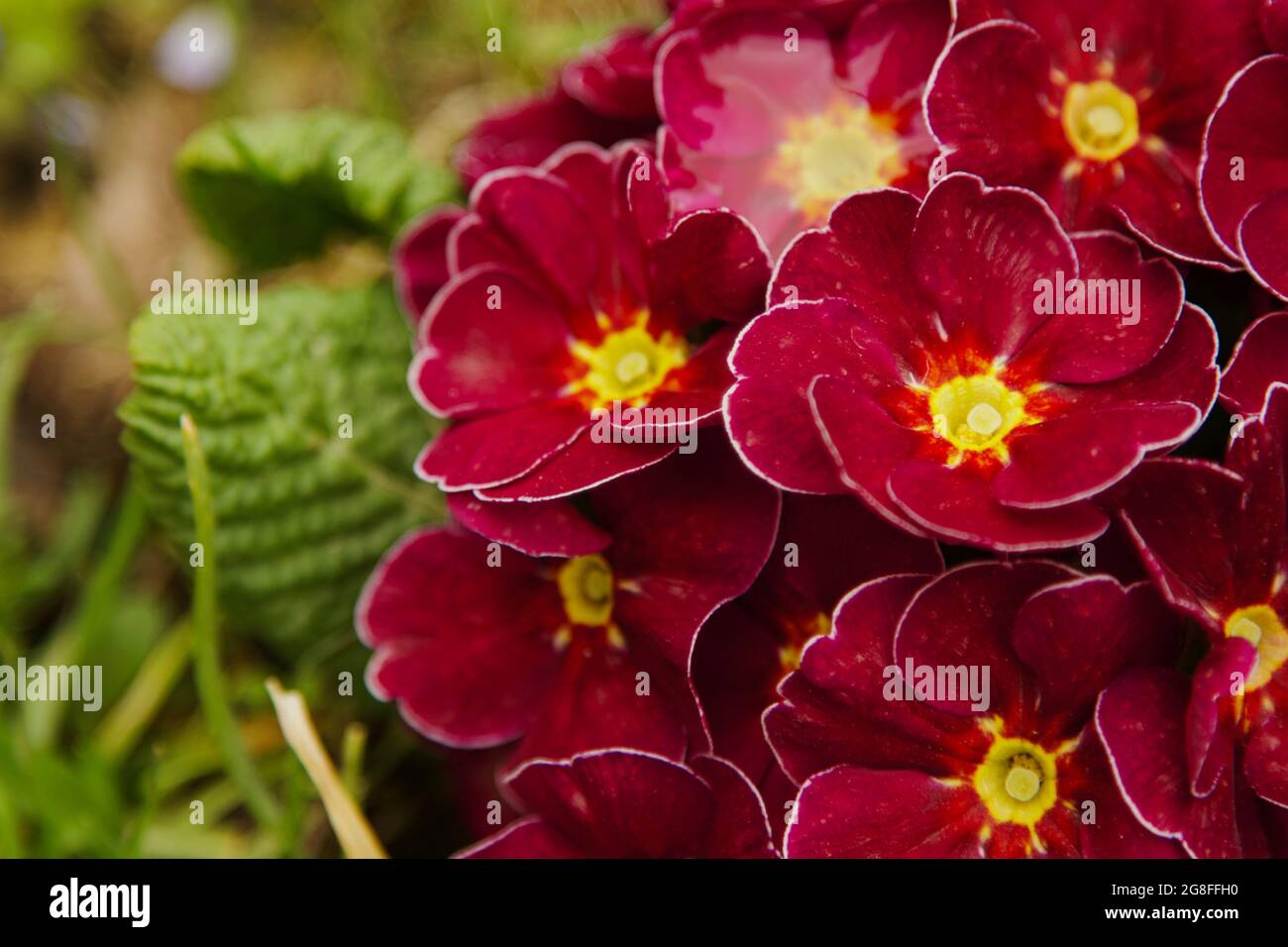 Red Primrose on natural blurred background Stock Photo
