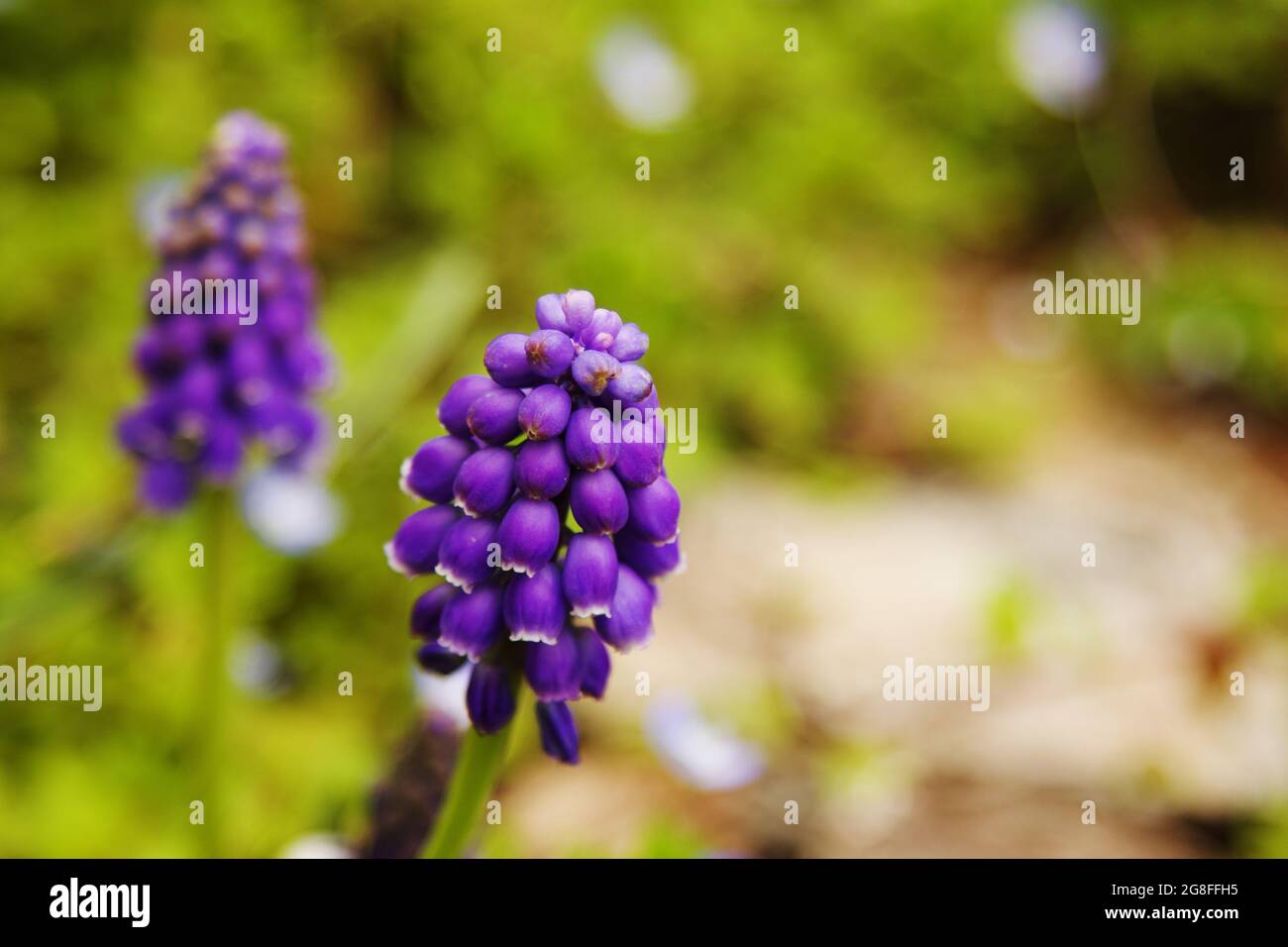Purple Mascara on natural blurred background Stock Photo