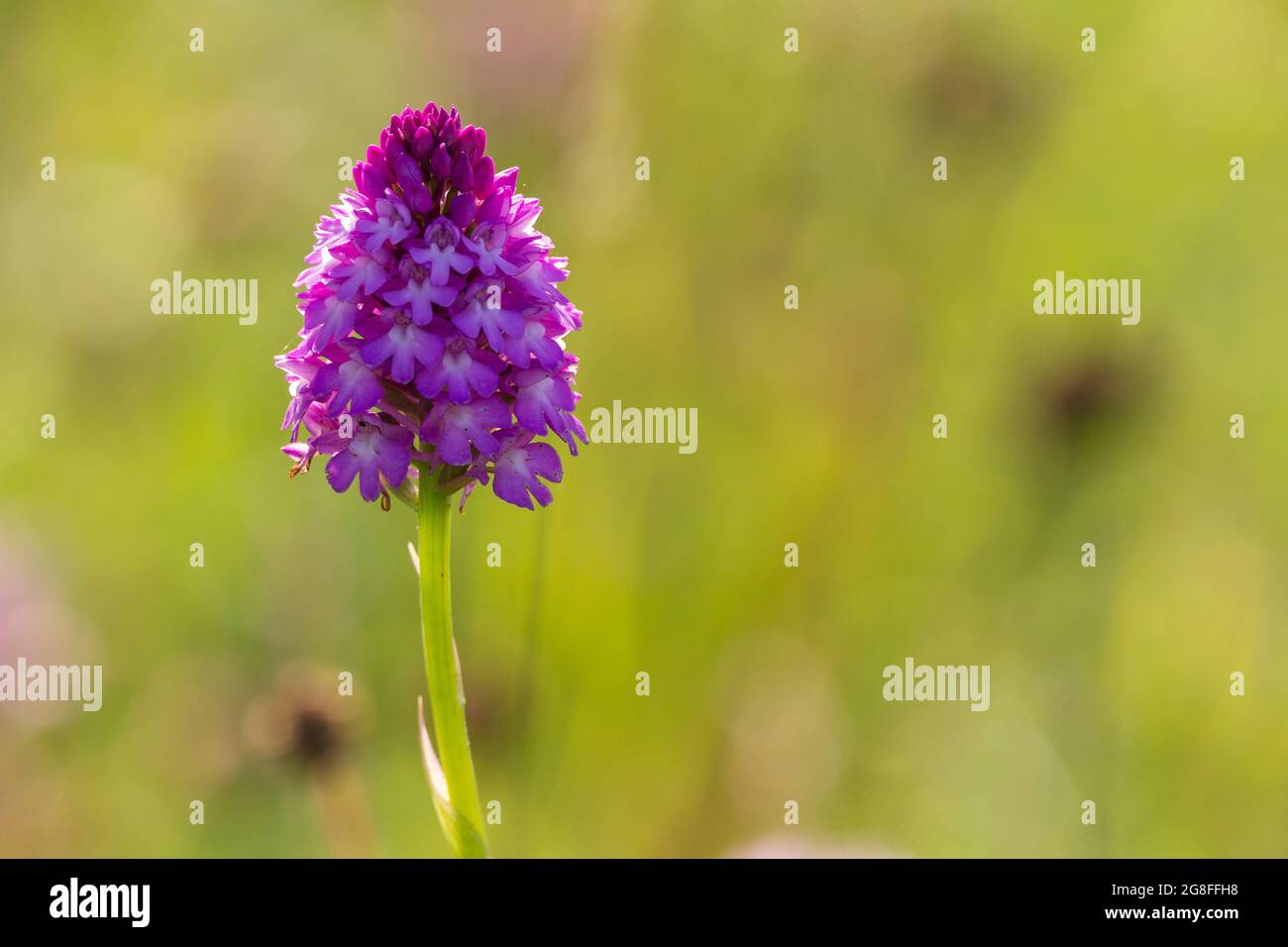Pyramidal orchid (Anacamptis pyramidalis) triangular shape cluster of