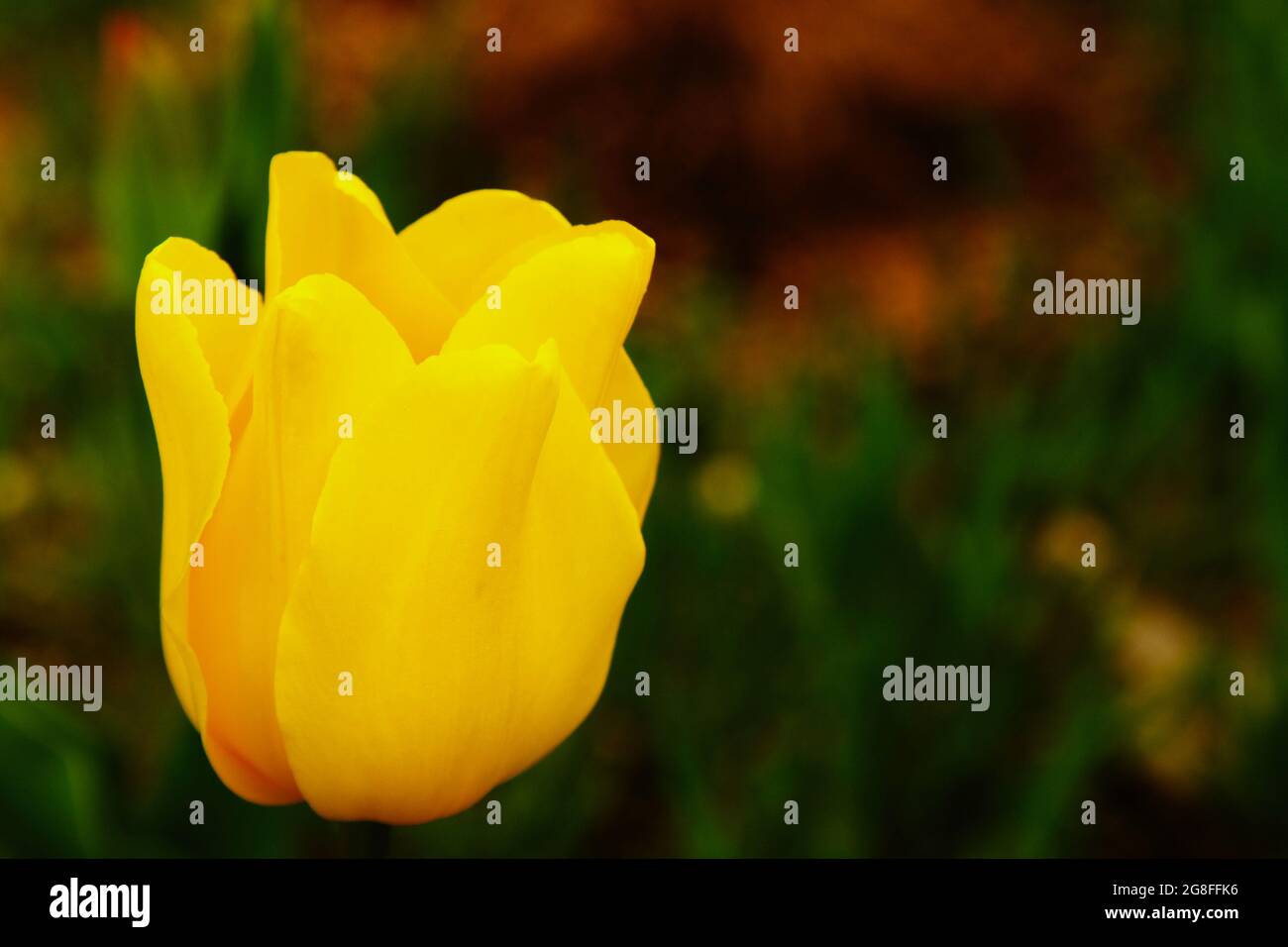 Yellow Tulip on blurred green background Stock Photo - Alamy