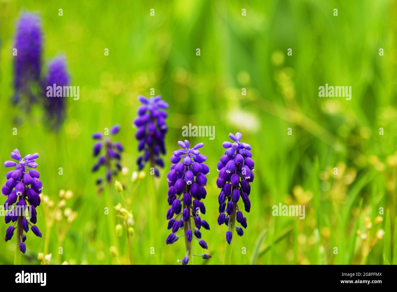 Beautiful Muscari on Blurred Green Background Stock Photo