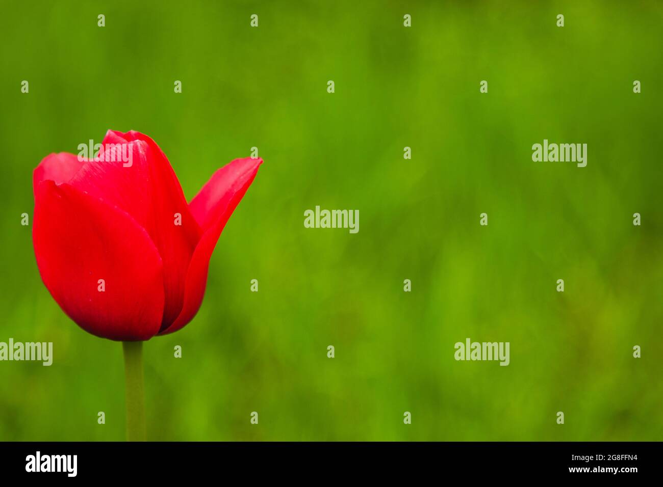 Beautiful Pink Tulip on Blurred Green Background Stock Photo