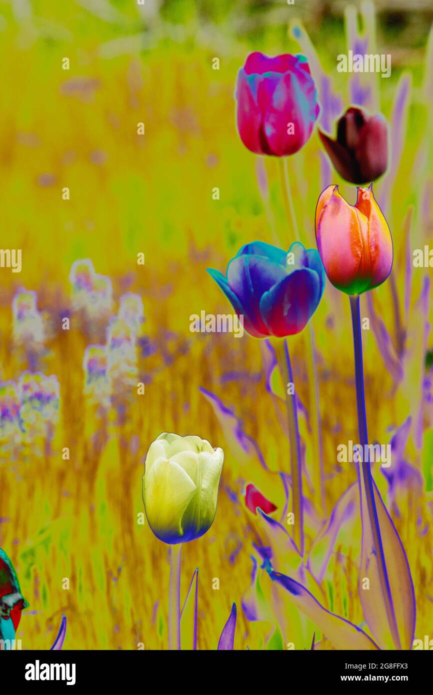Colorful Tulips on blurred colorful background Stock Photo