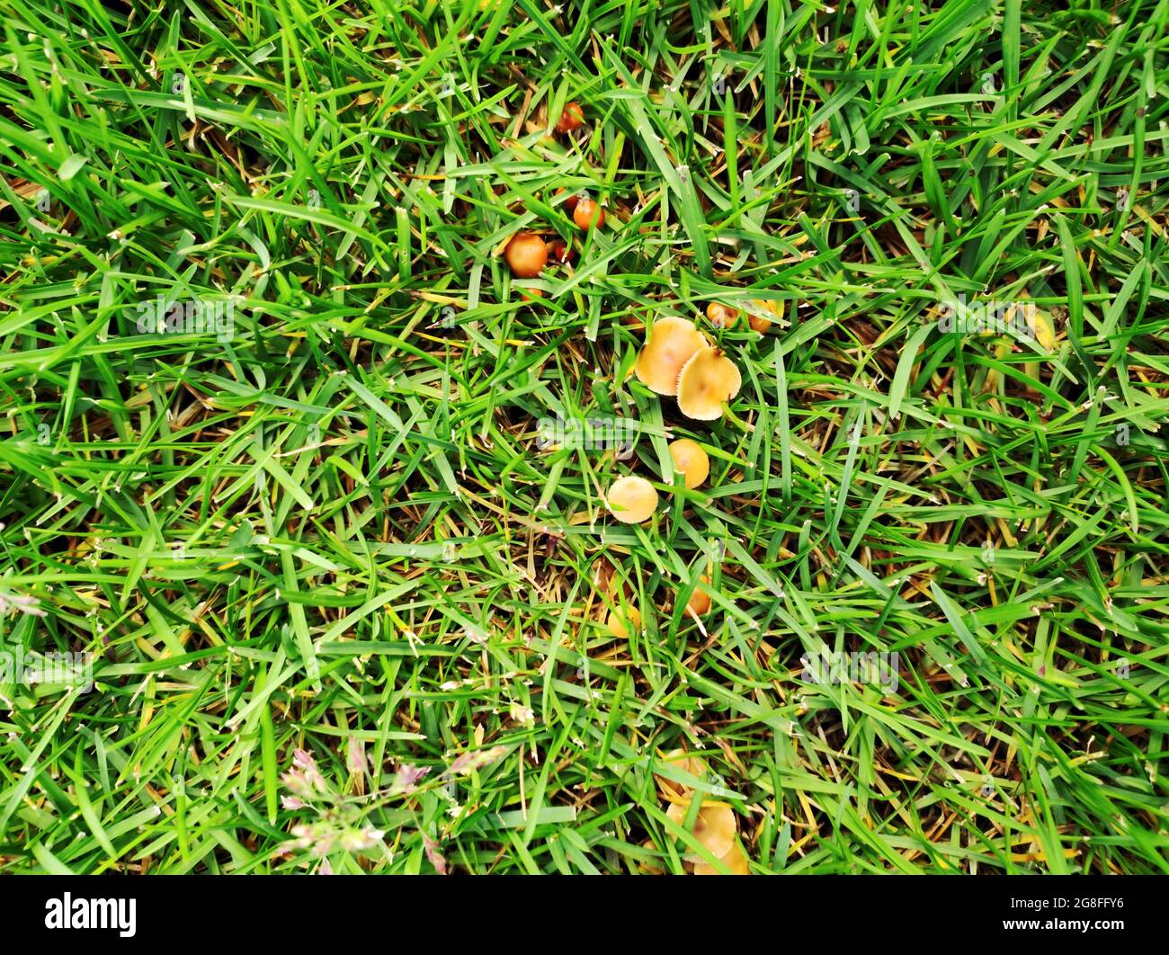 Wild mushroom growing in lawn. Lawn in bad condition and need