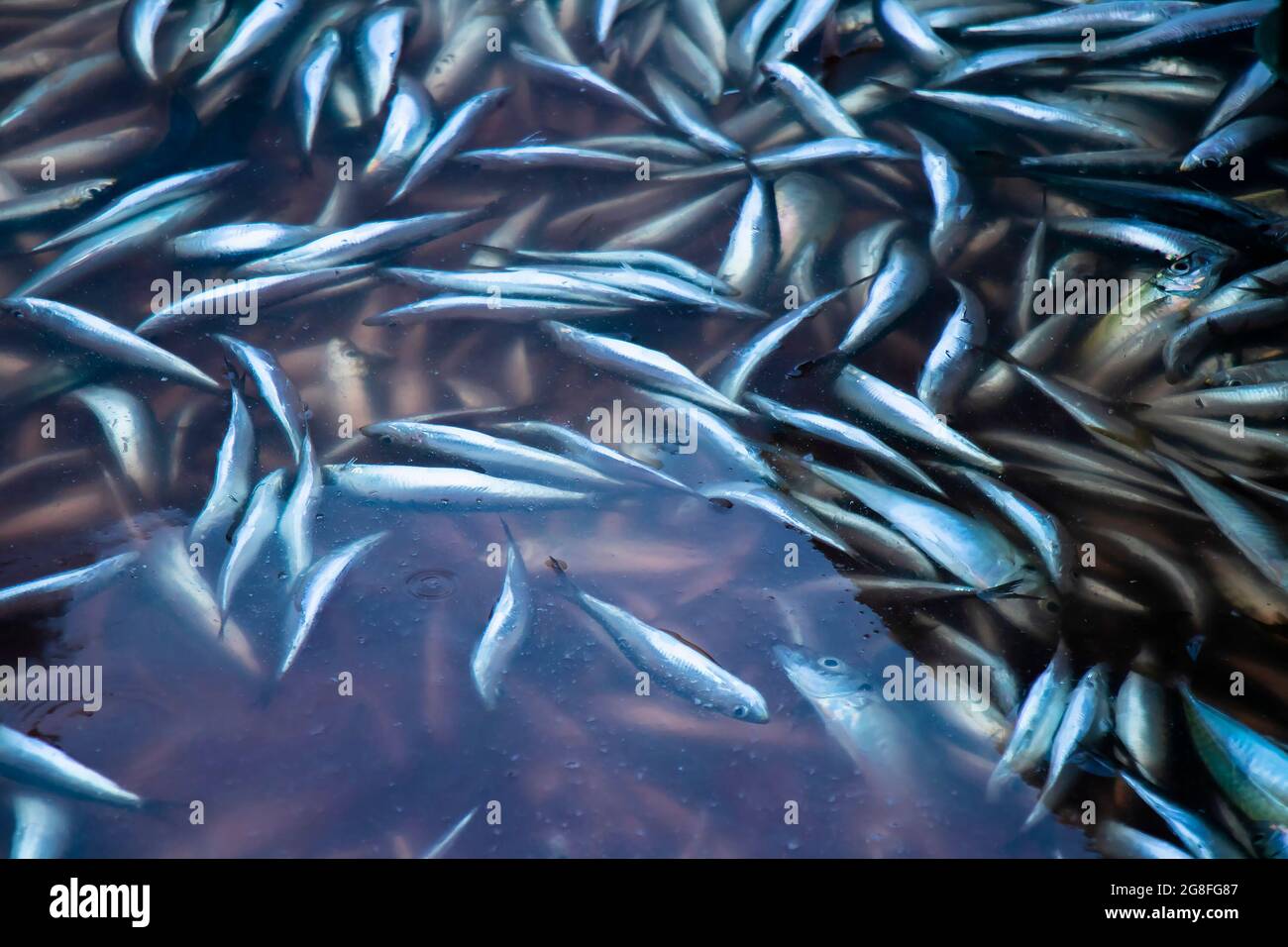 Fish catch floating in a sea water in a container, closeup with blood Stock Photo