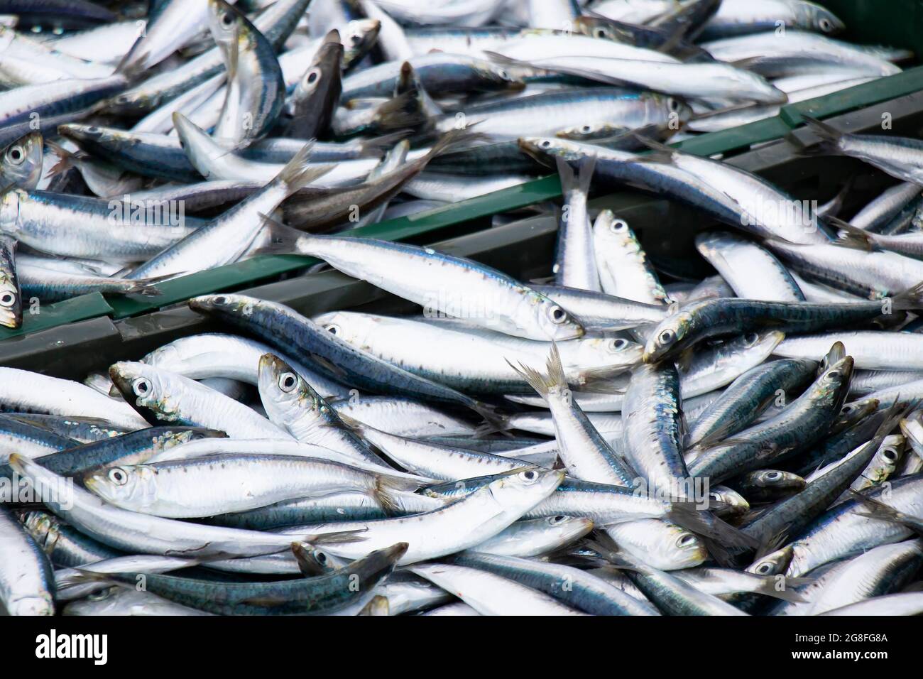 Fish catch, sardines,  in containers, closeup Stock Photo