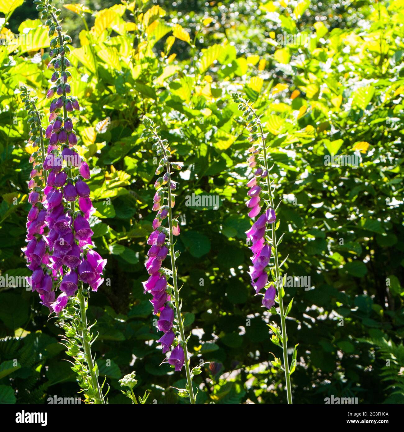 Foxglove plant, (Digitalis purpurea).UK Stock Photo - Alamy
