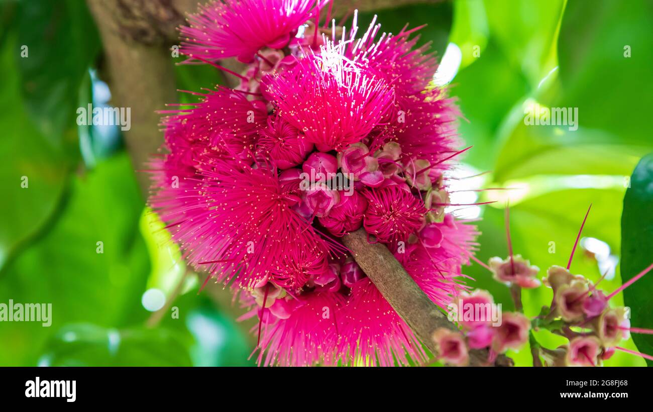 Flowers and buds of Jambosier rouge (Syzygium malaccense) tree Stock Photo