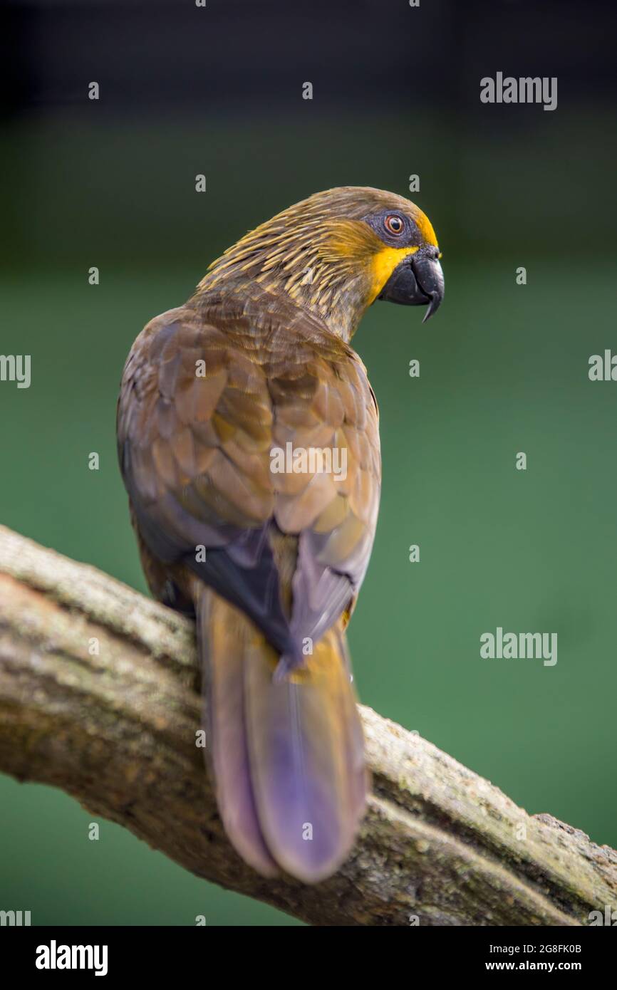 The brown lory (Chalcopsitta duivenbodei) is a species of parrot in the