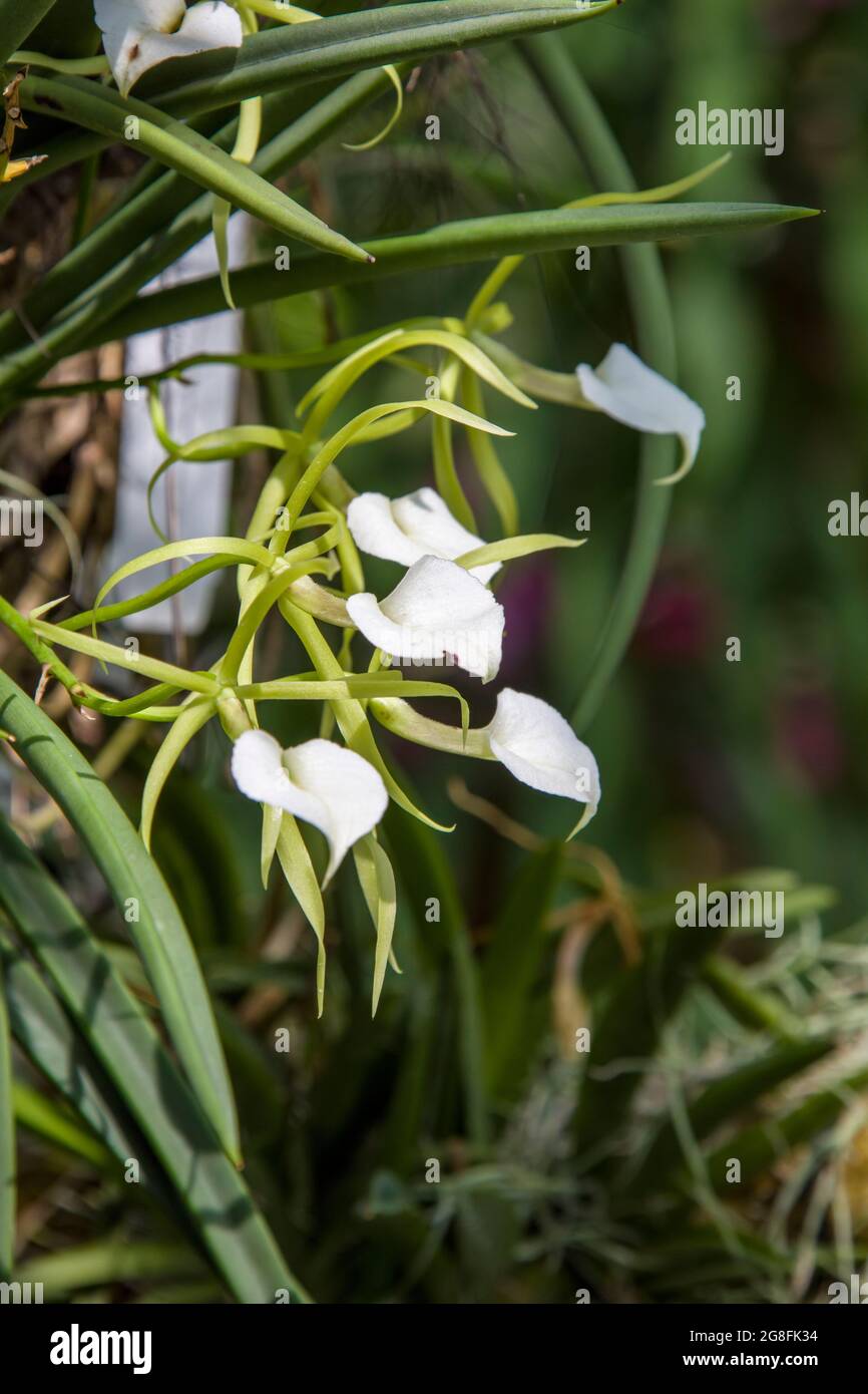 'lady of the night' orchid (Brassavola nodosa) is a small, tough species of orchid native to Mexico, Central America, the West Indies, and northern Stock Photo