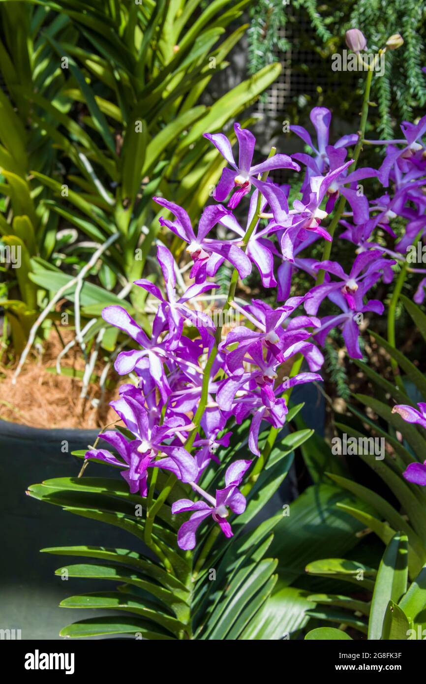 The orchid Aranda Richard Roe (Aranda Chao Praya Boy × Aranda Wan Chark ...